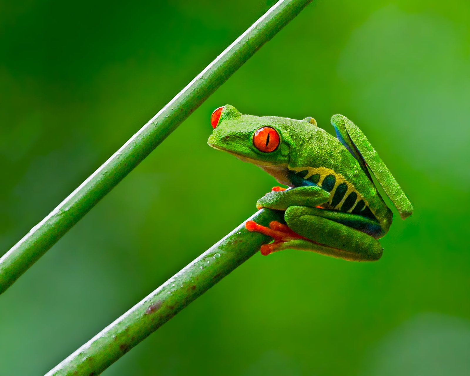 shallow focus photograph of green and yellow frog red eyed tree 2k