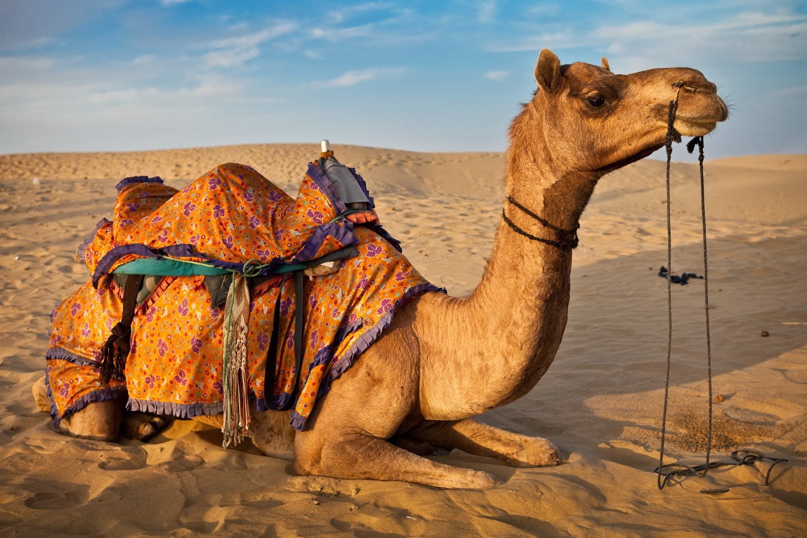 animal camel nature rajasthan Hd 2k