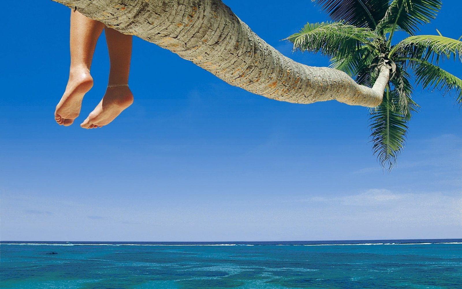 coconut palm beach feet water sea sky tree land tropical climate 2k