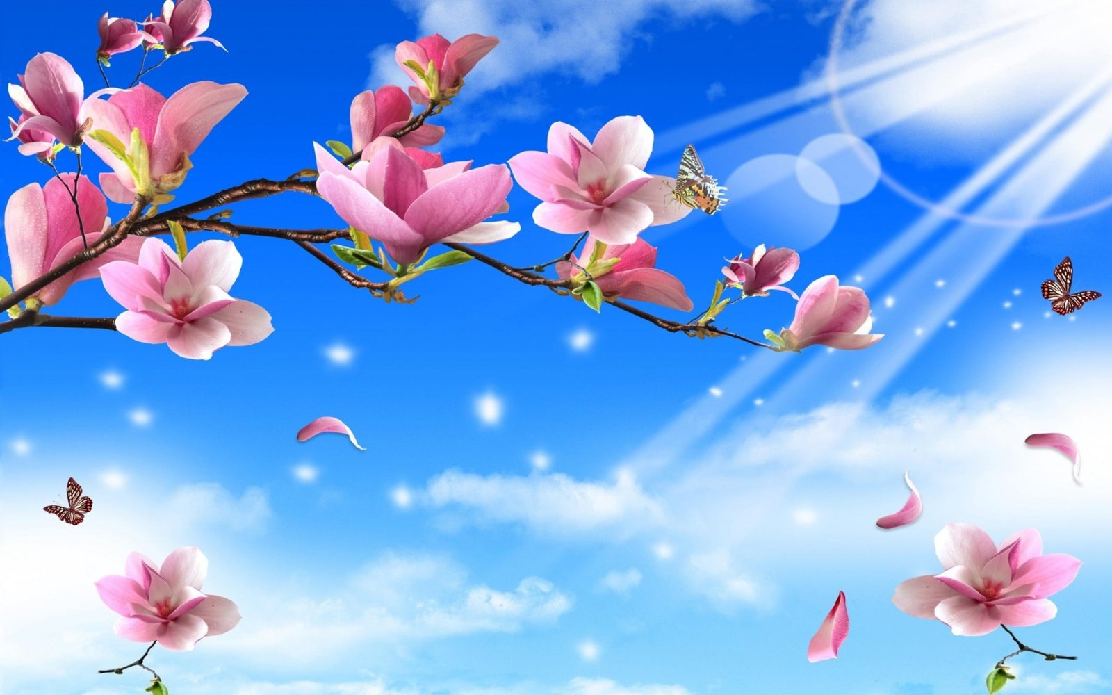 Flowers Butterflies Nature Twigs Butterfly Gallery 2k