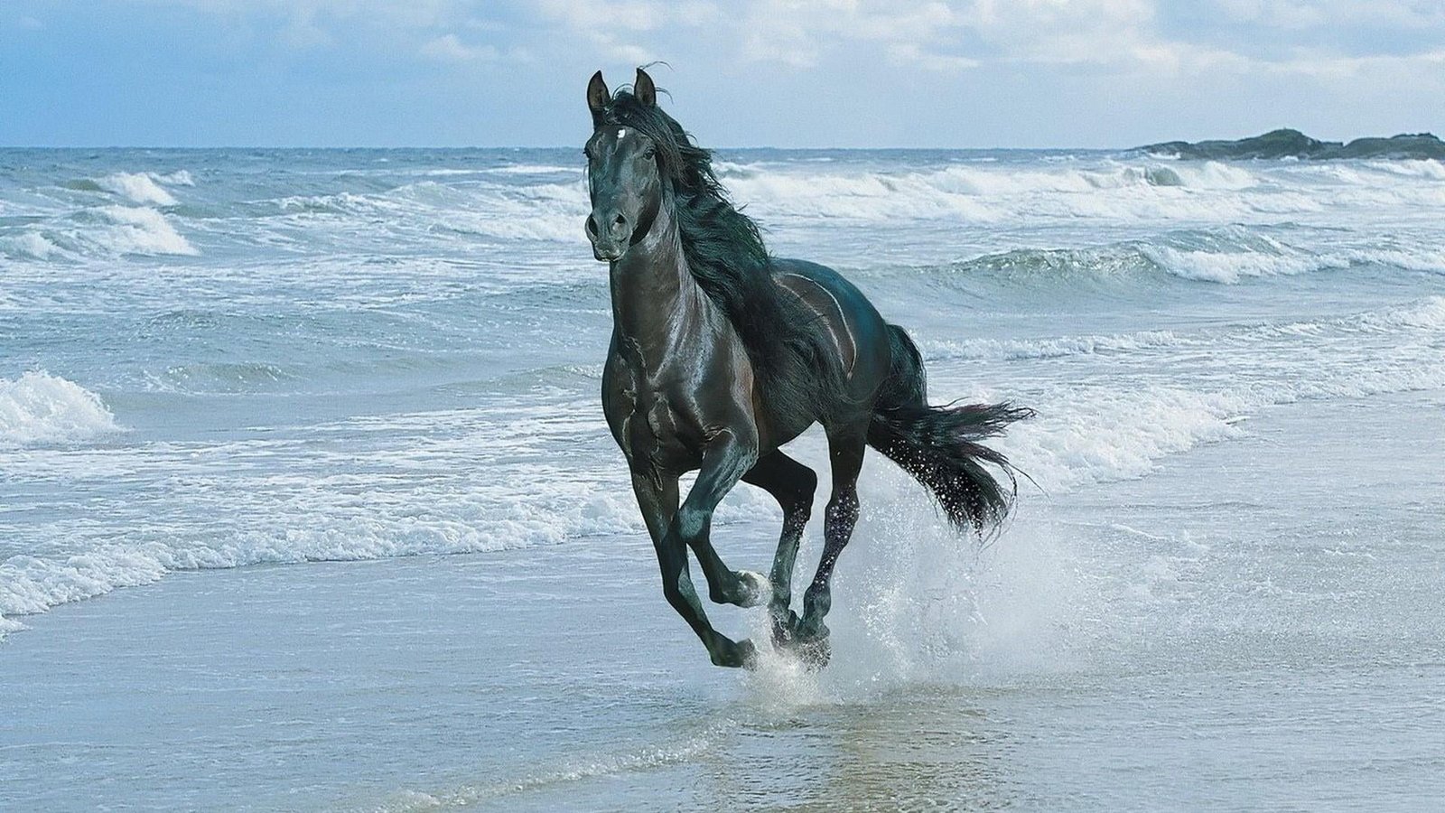 horse running beach sea water animal mammal themes 2k