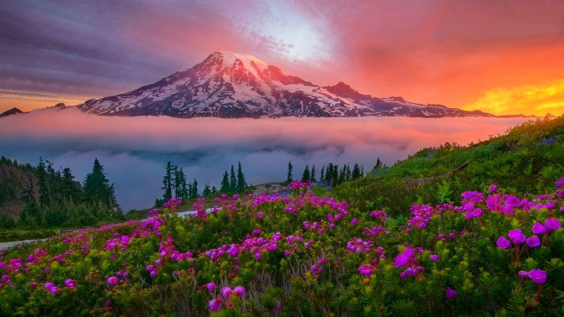 Mountain Landscape Spring Sunset Snowy Meadow Flowers Mount Rainier National Park Washington U S Hd Wallpaper For Desktop 2k