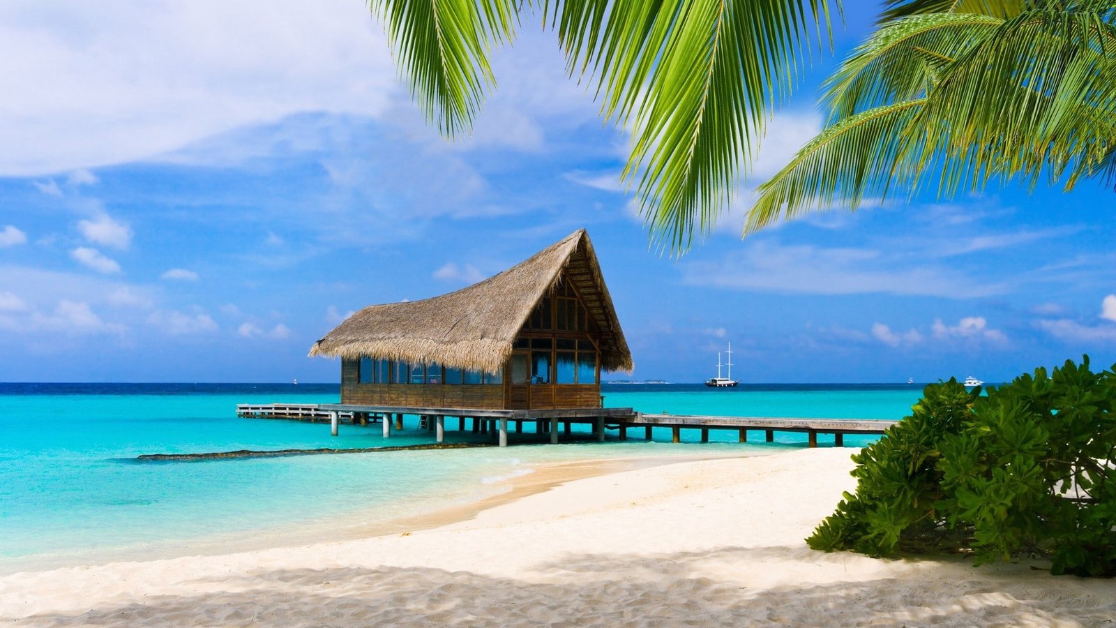 nature sea beach tropical climate water palm tree land 2k