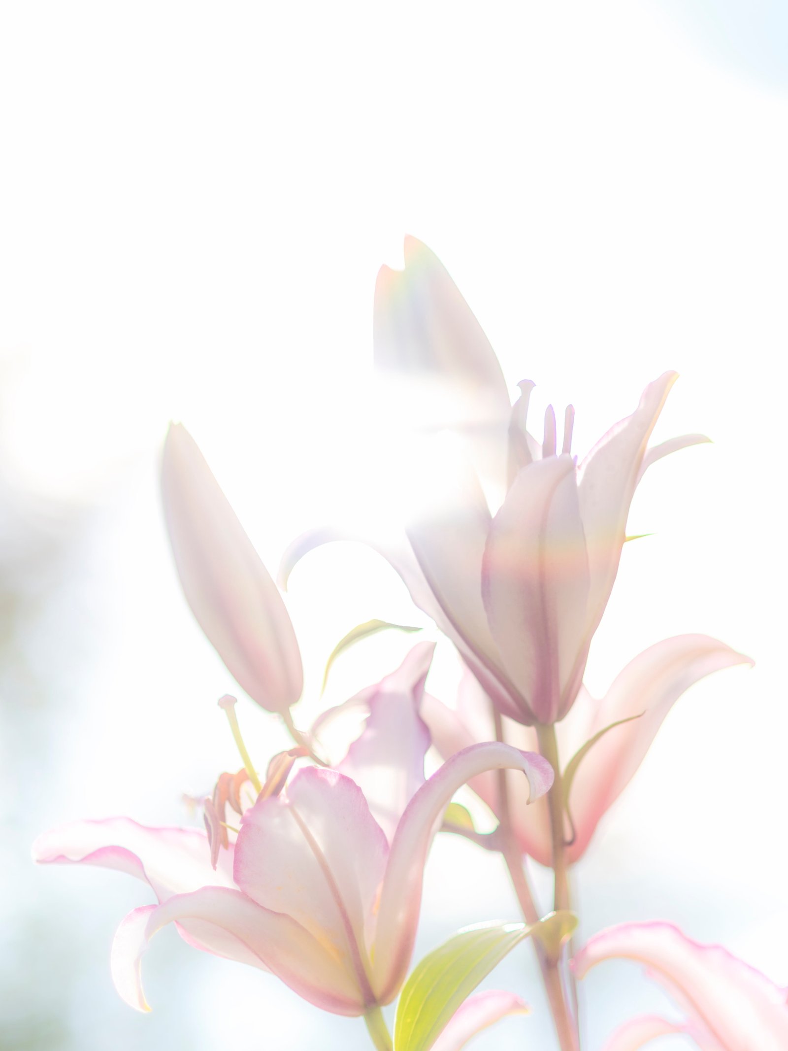 pink and white petaled flower lily Oriental Lily Flower 2k 4k