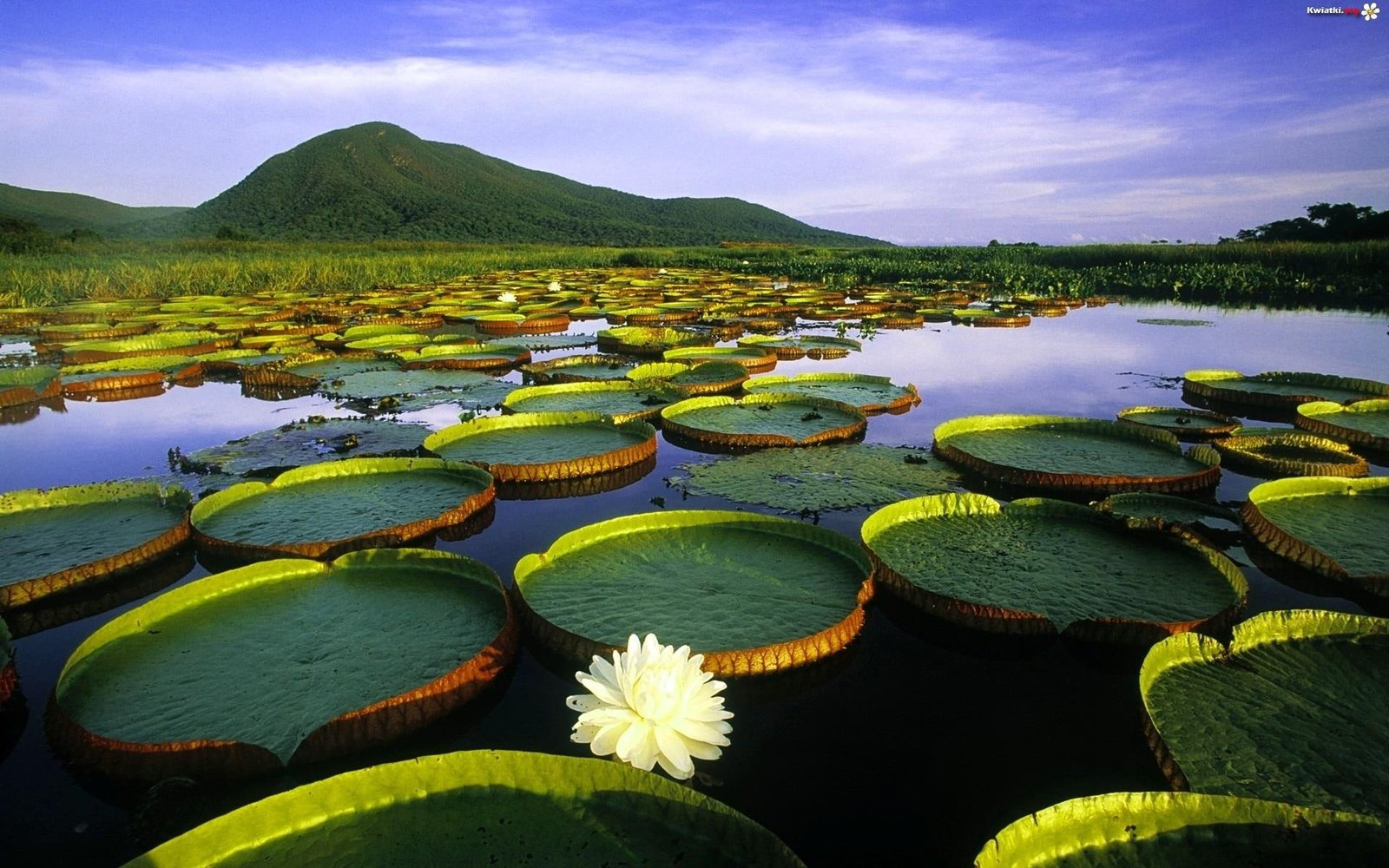 Waterlily Pond water lilies and lotus flower nature flowers 2k