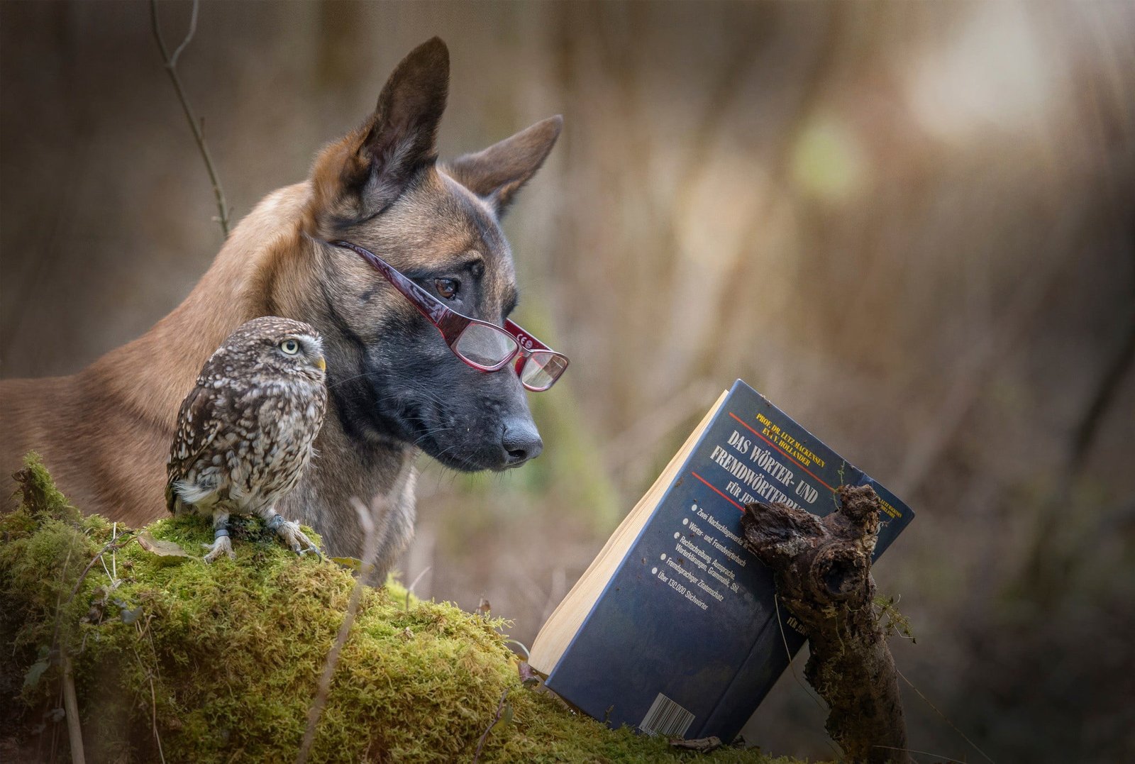 adult tan Belgian malinois nature animals owl humor reading 2k