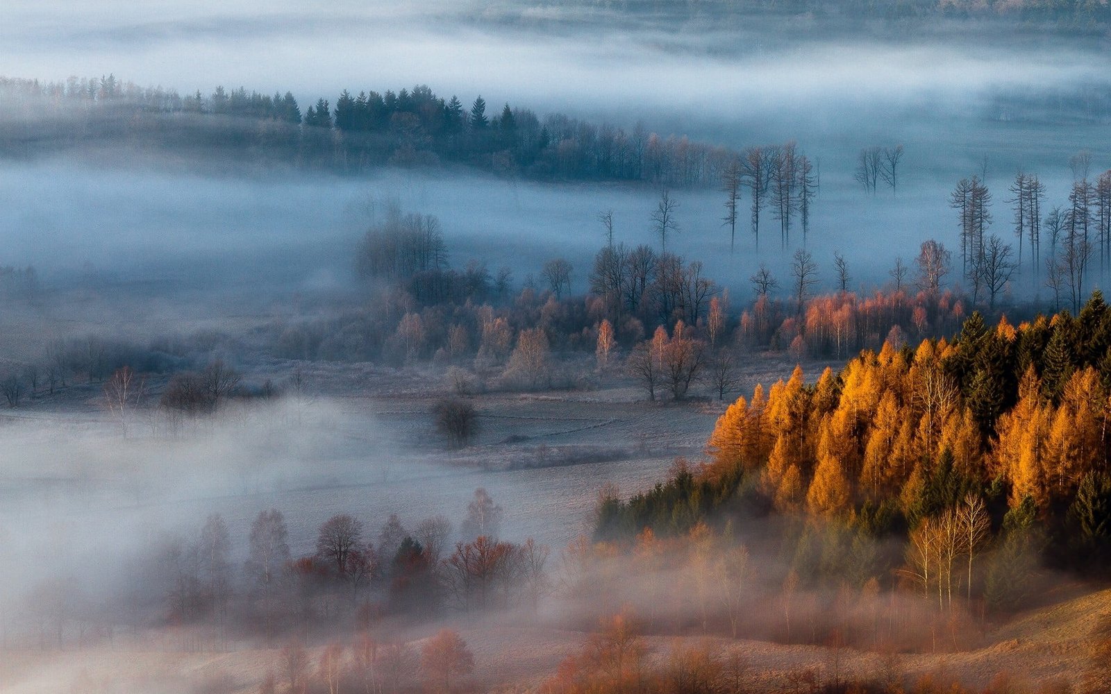 brown leaf trees painting photography of with fogs nature 2k