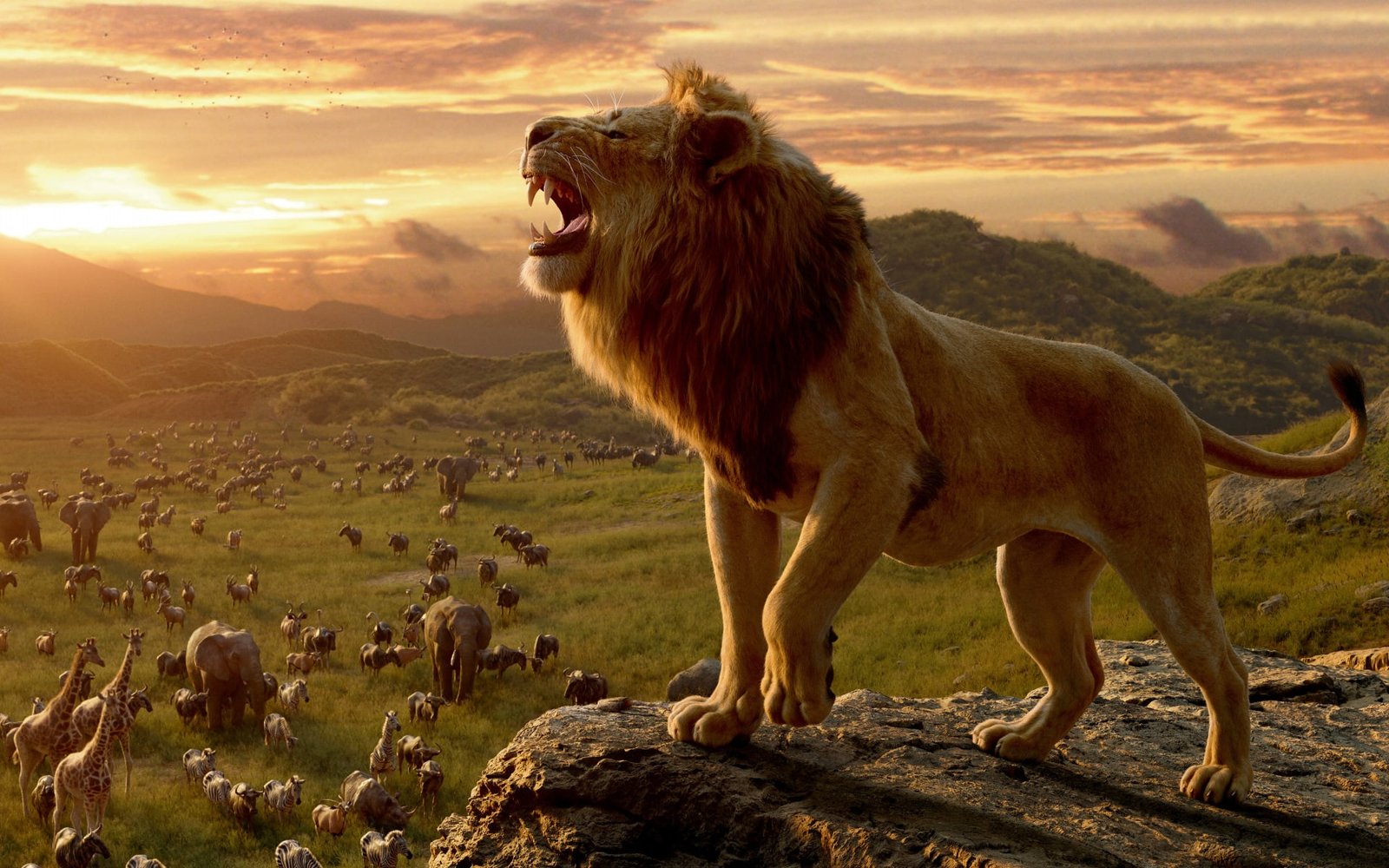 nature animals lion big cats elephant giraffes zebras 2k