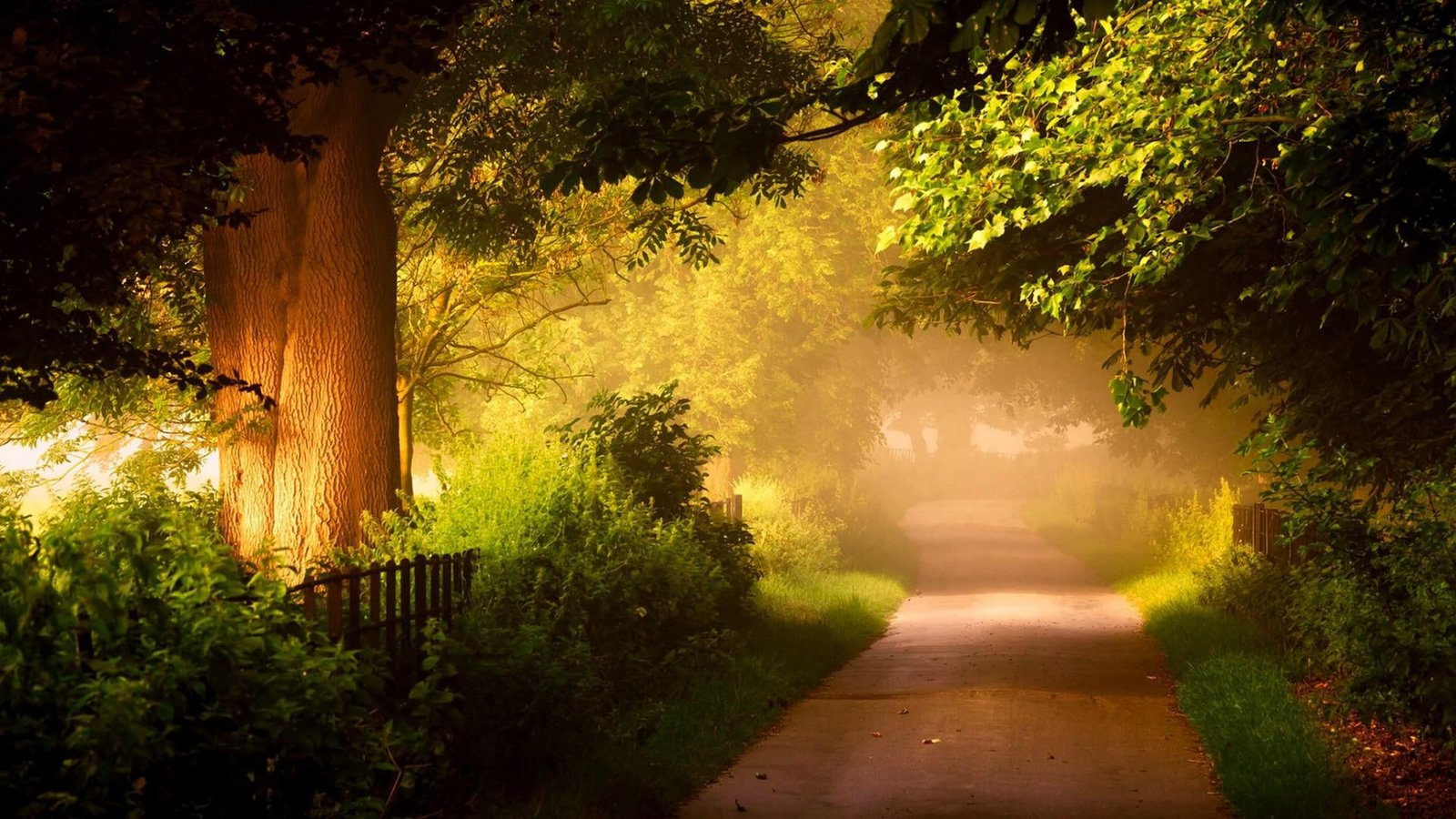 Nature forest trees roads scenery 2k