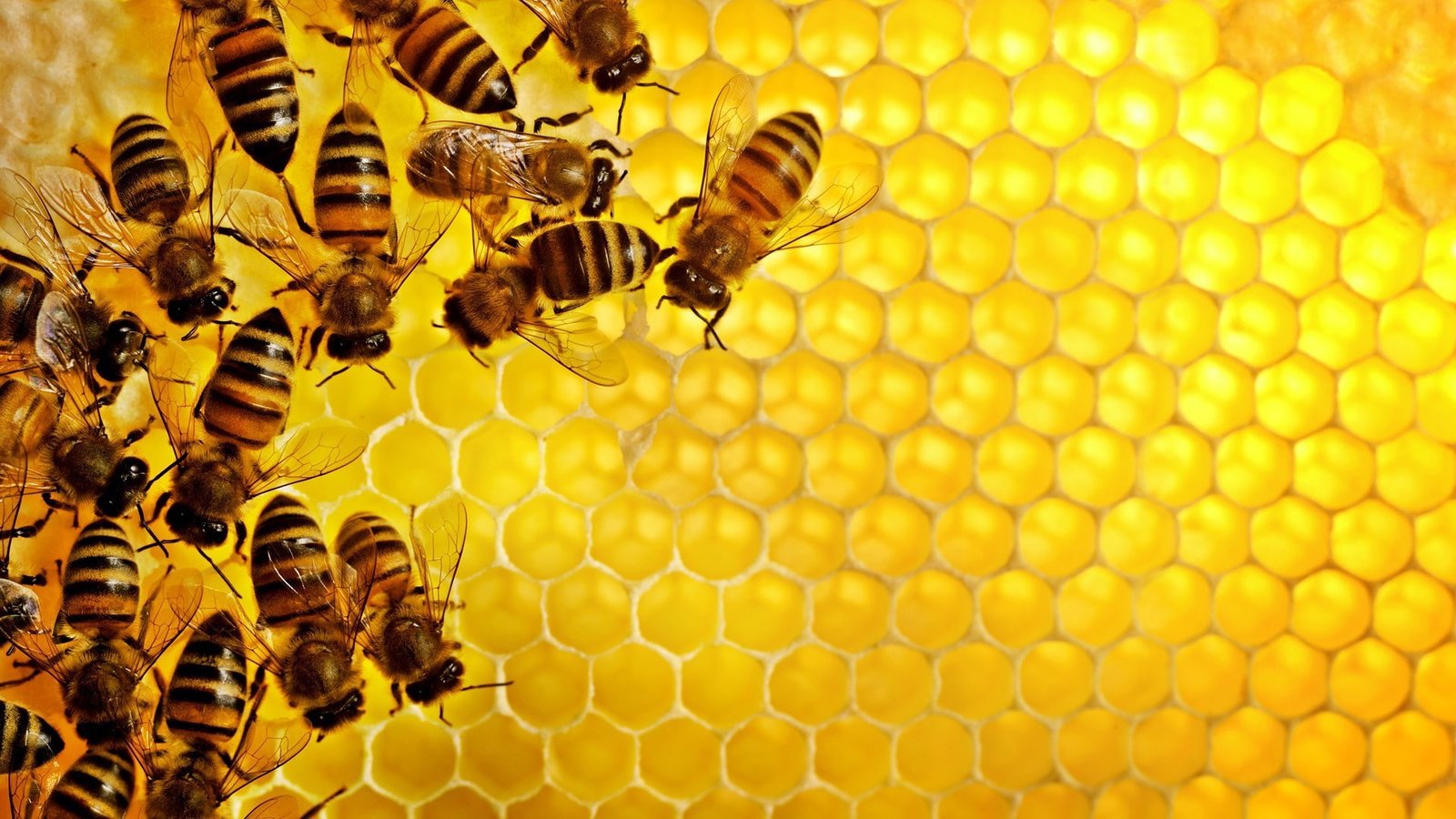 pattern texture geometry hexagon nature insect bees honey yellow hive 2k