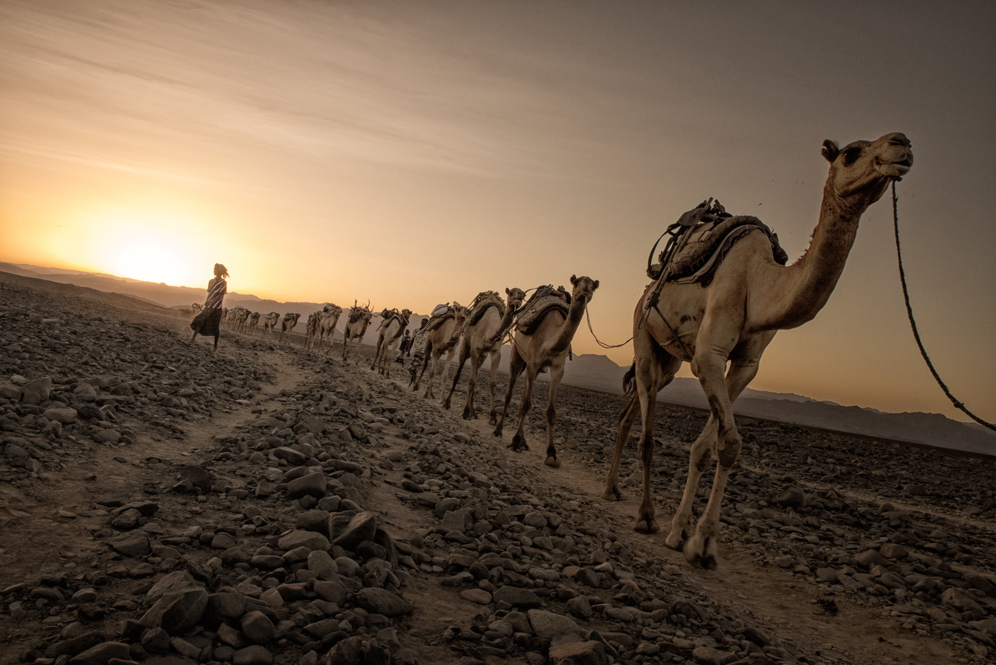 photo of camels walking on dirt road Salt Danakil depression 2k