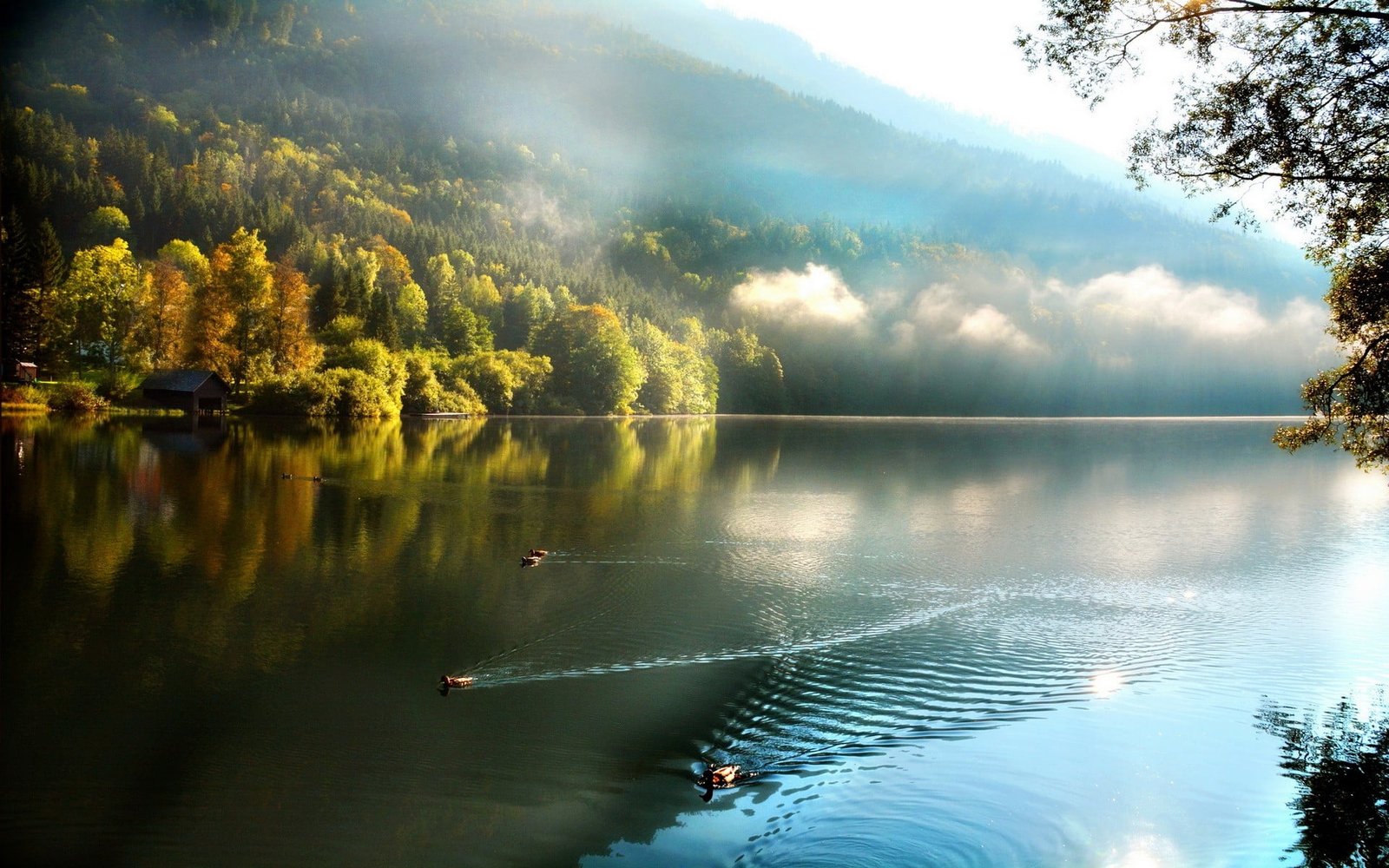 body of water fall lake nature trees mist clouds duck 2k
