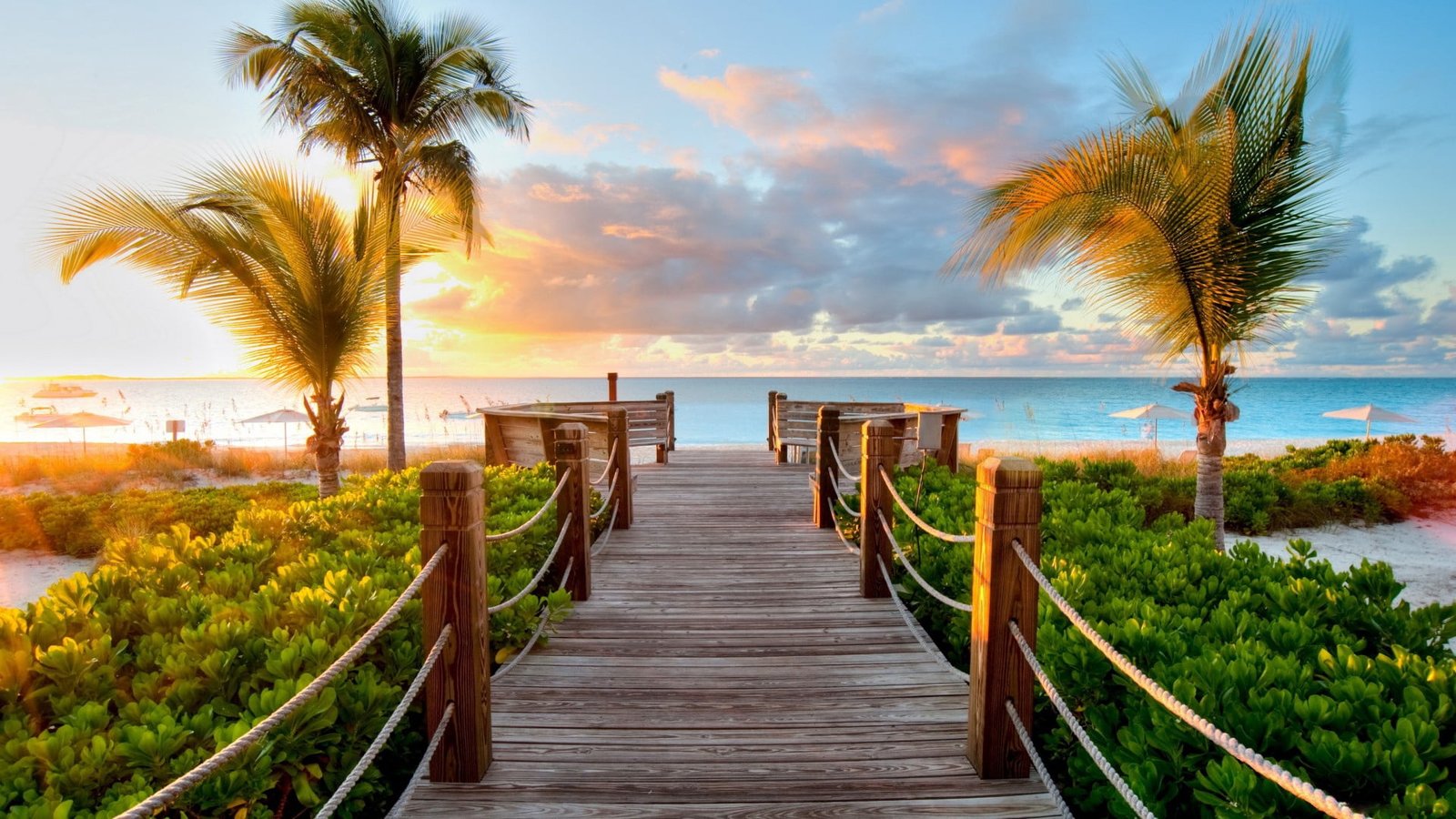 brown wooden sea dock track palm trees beach ocean nature 2k