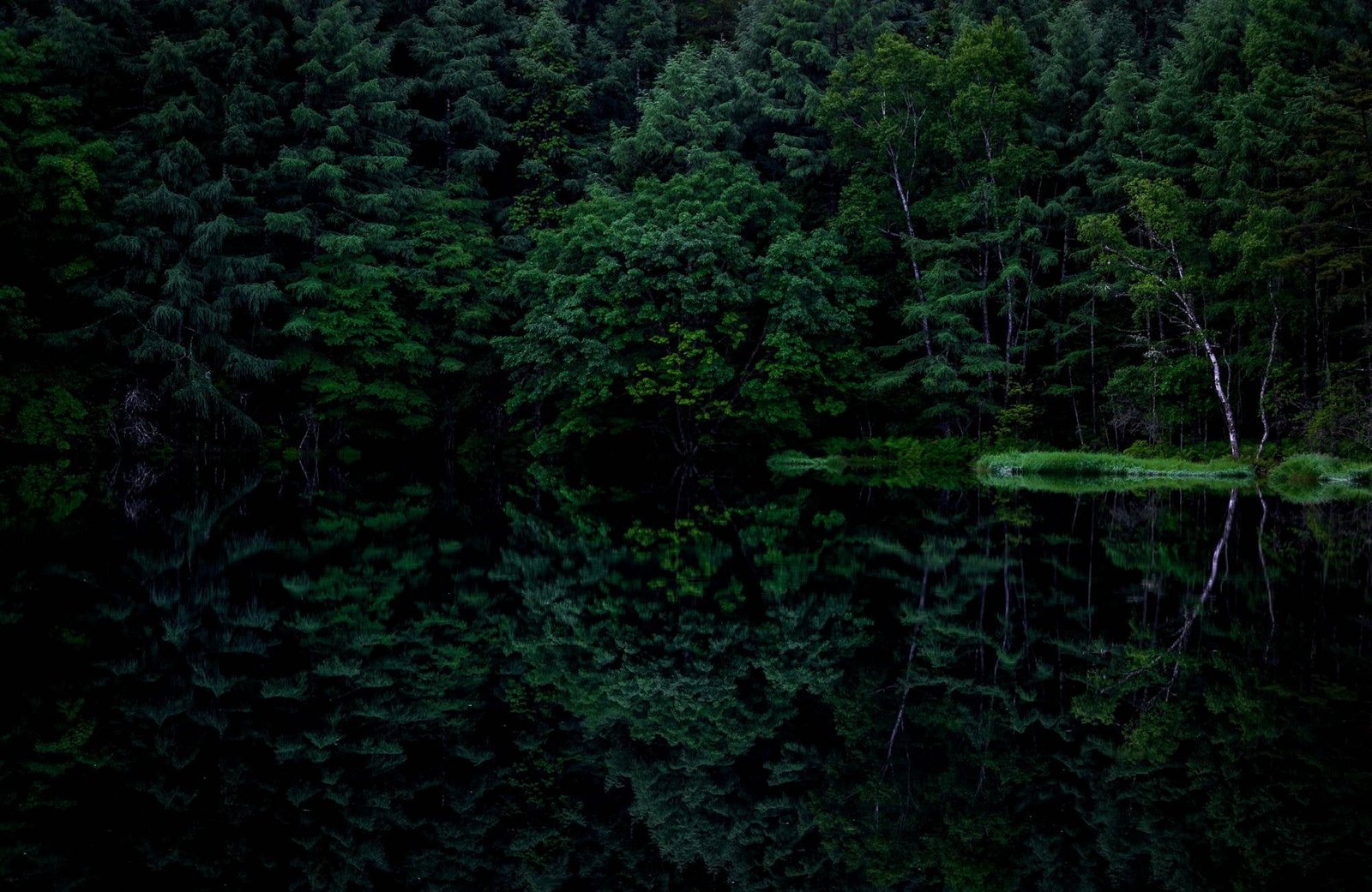 green leafed trees dark reflection forest plant growth beauty in nature 2k