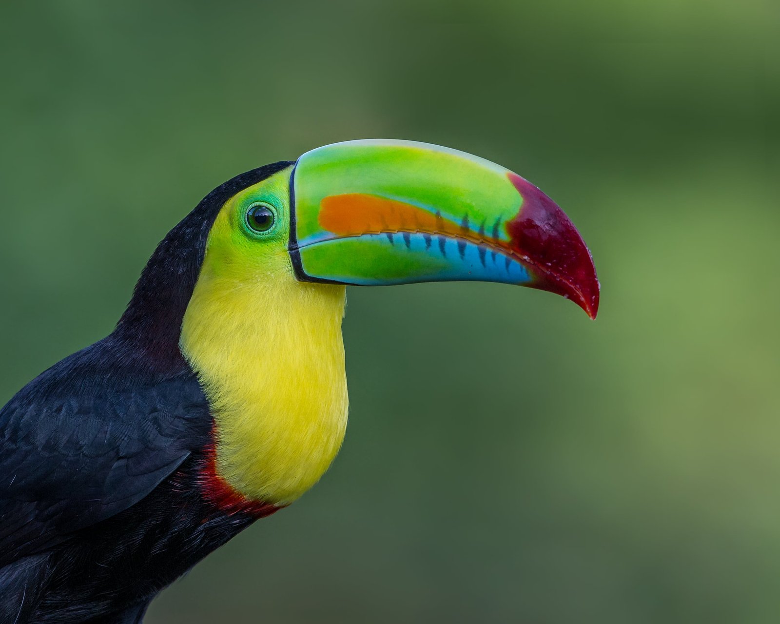 Killed Billed Toucan keel billed toucan 2k