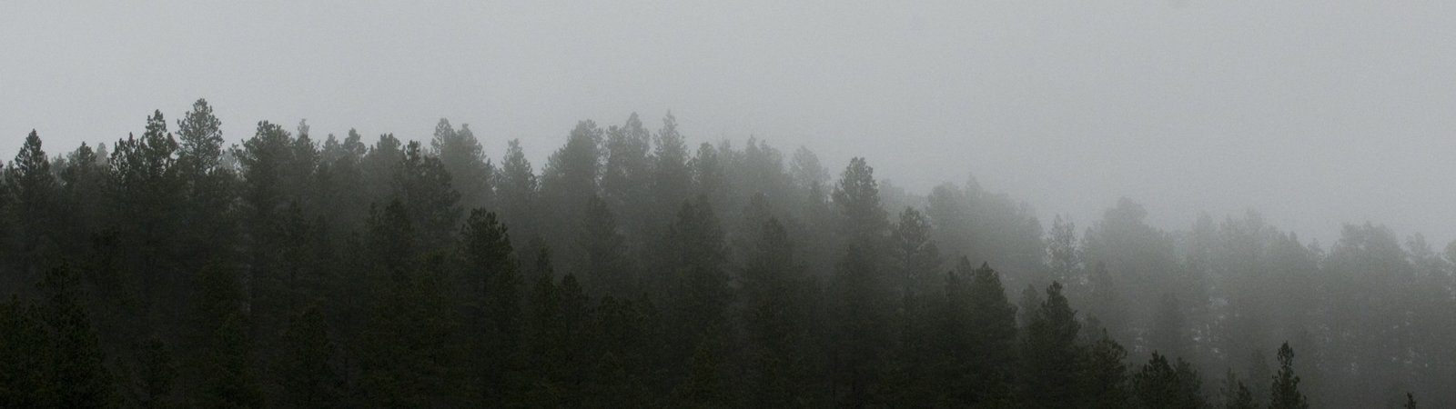 landscape nature dual screen tree fog plant tranquility 2k 4k