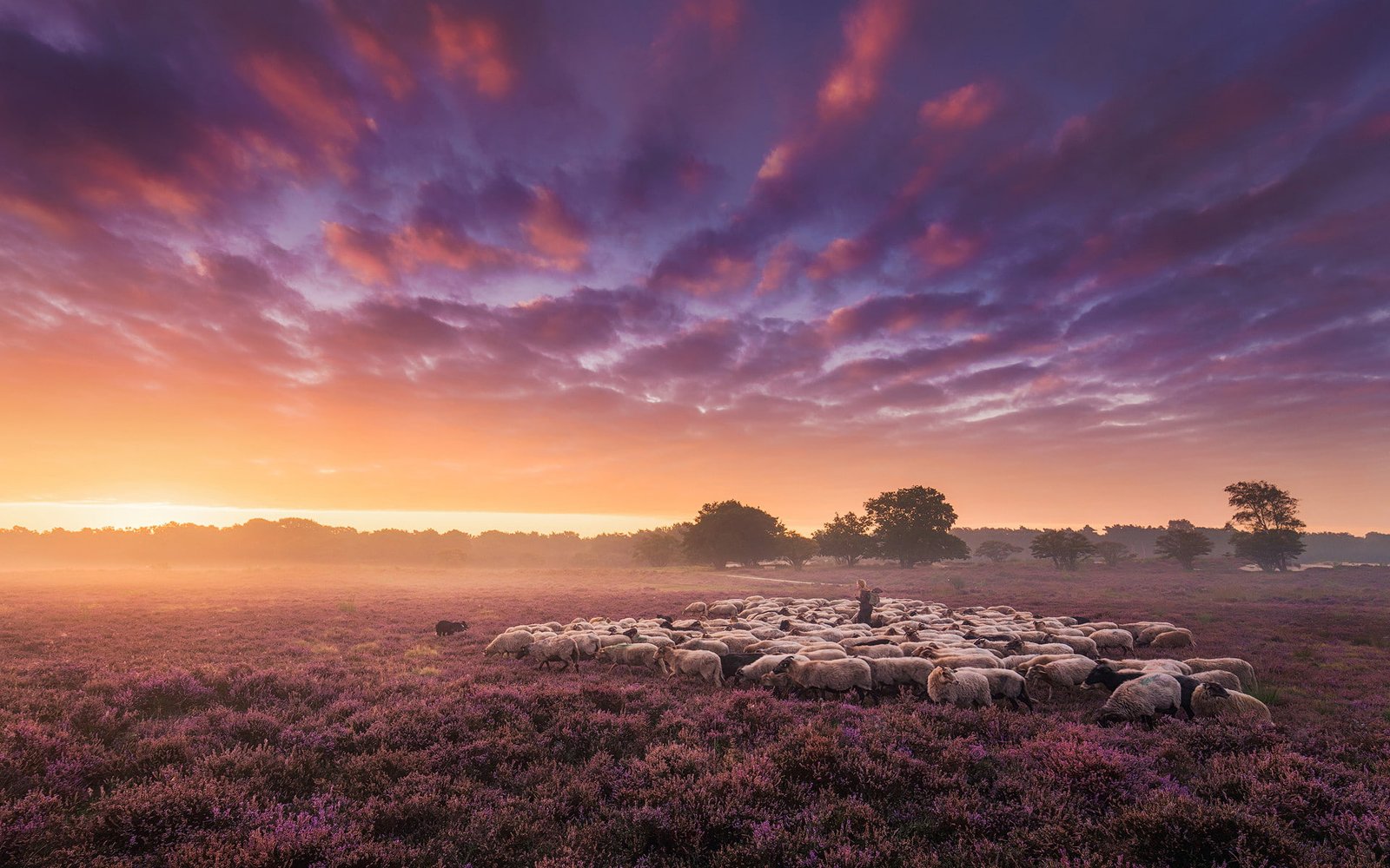 Landscape HD Sheeps 2k