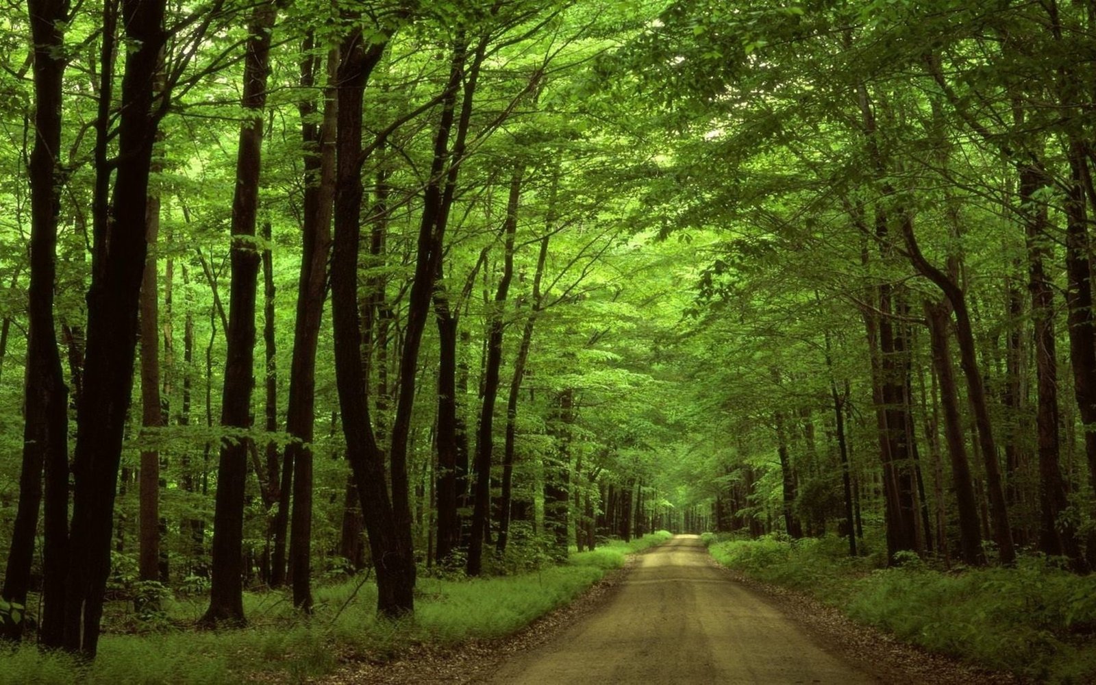 nature forest roads Nature Forests HD Art 2k