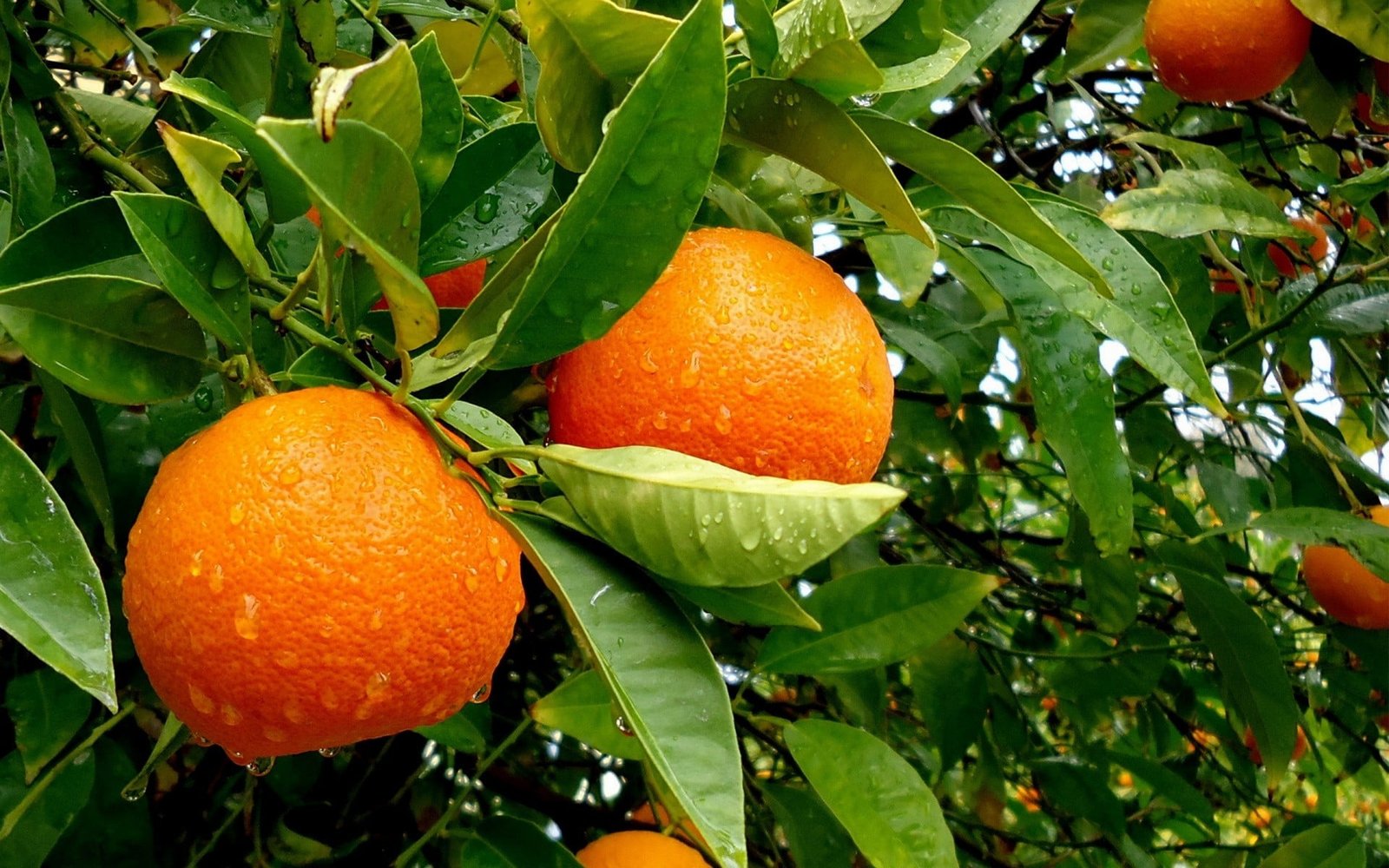 orange citrus fruit leaves plants water drops 2k