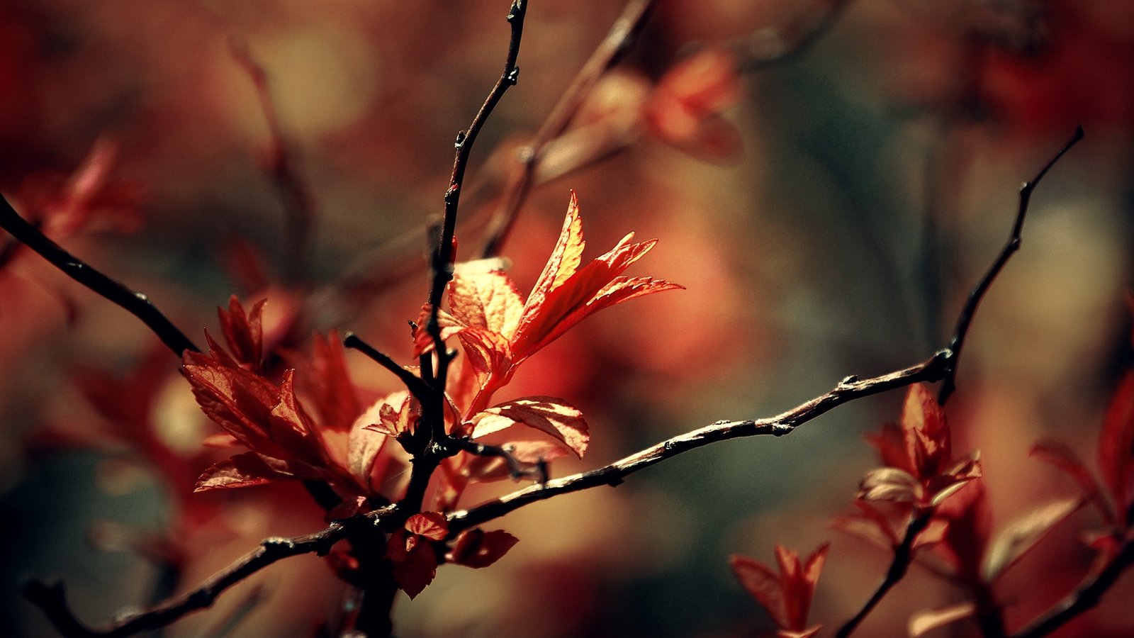 orange leaves and black twigs bokeh photography of leaf 2k