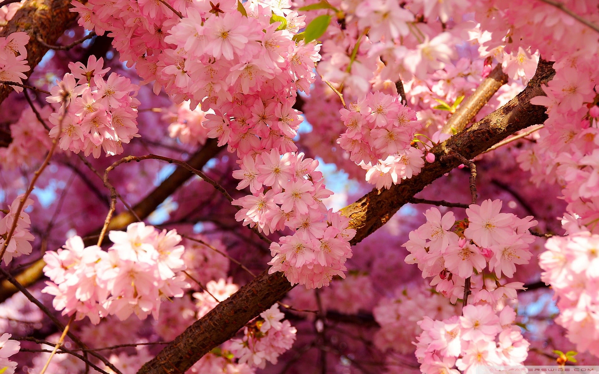 pink flowers spring nature Color tree japan springtime 2k