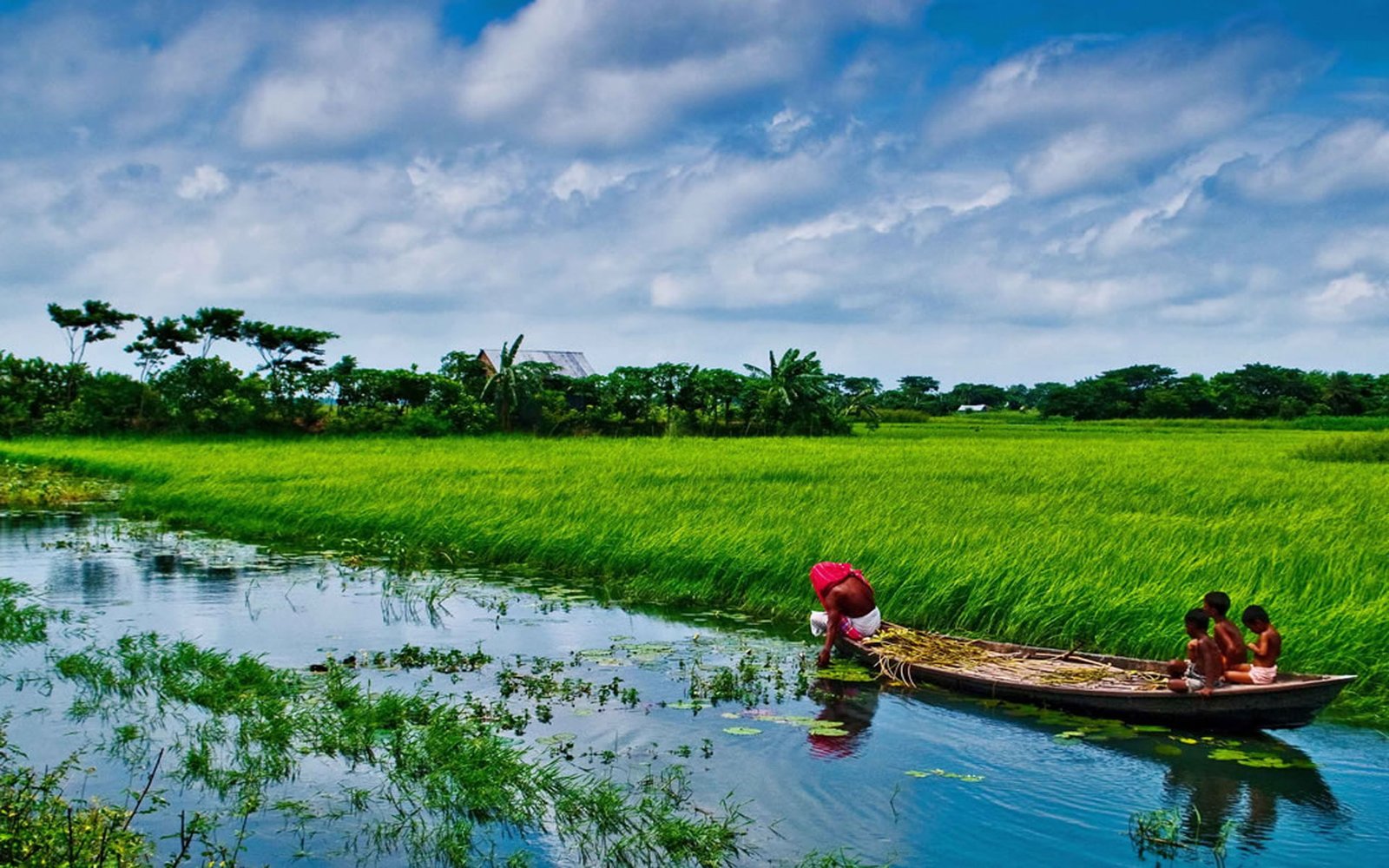 Bangladesh Sonargaon Rice Fields Beautiful Landscape Country In South Asia Lush Vegetation Foliage Desktop Hd Wallpaper 2k