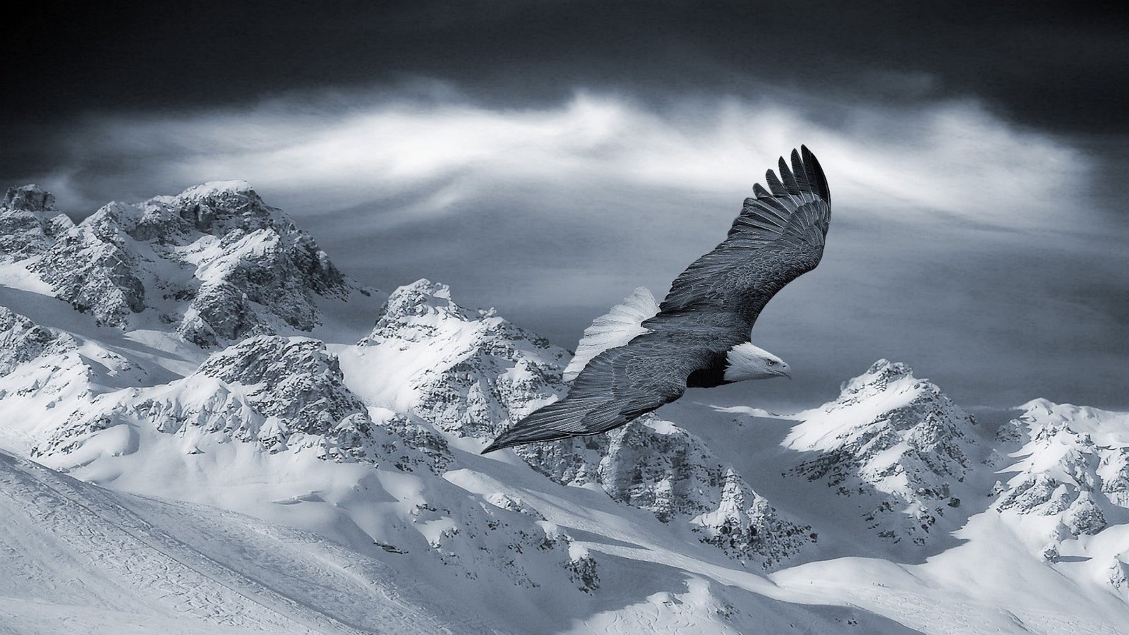 black and white bald eagle mountains snow animals nature 2k