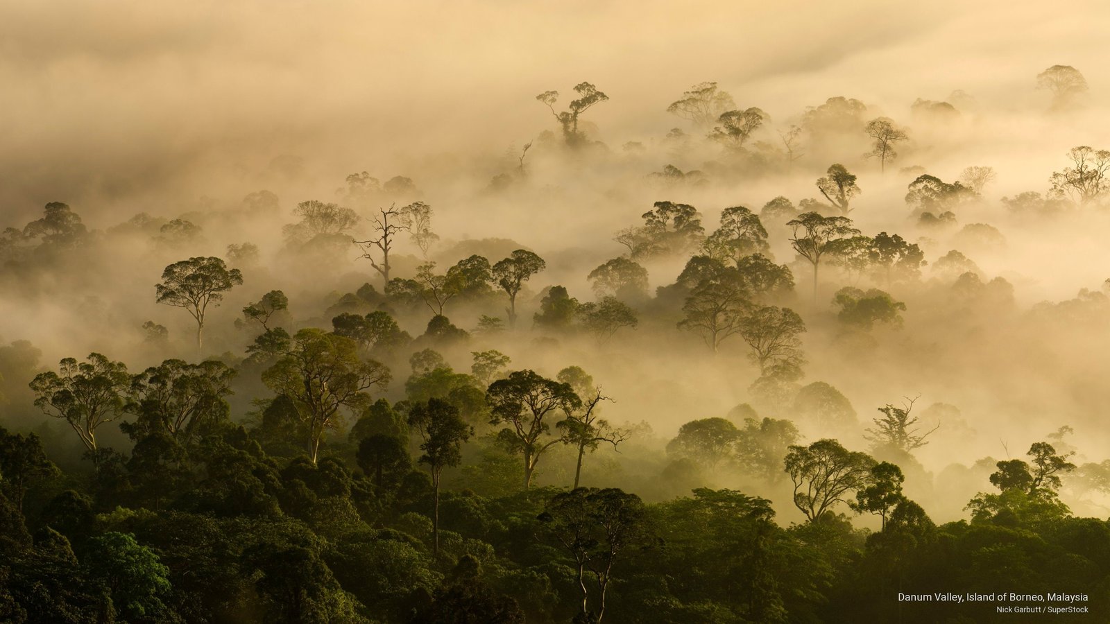 Danum Valley Island of Borneo Malaysia Nature 2k