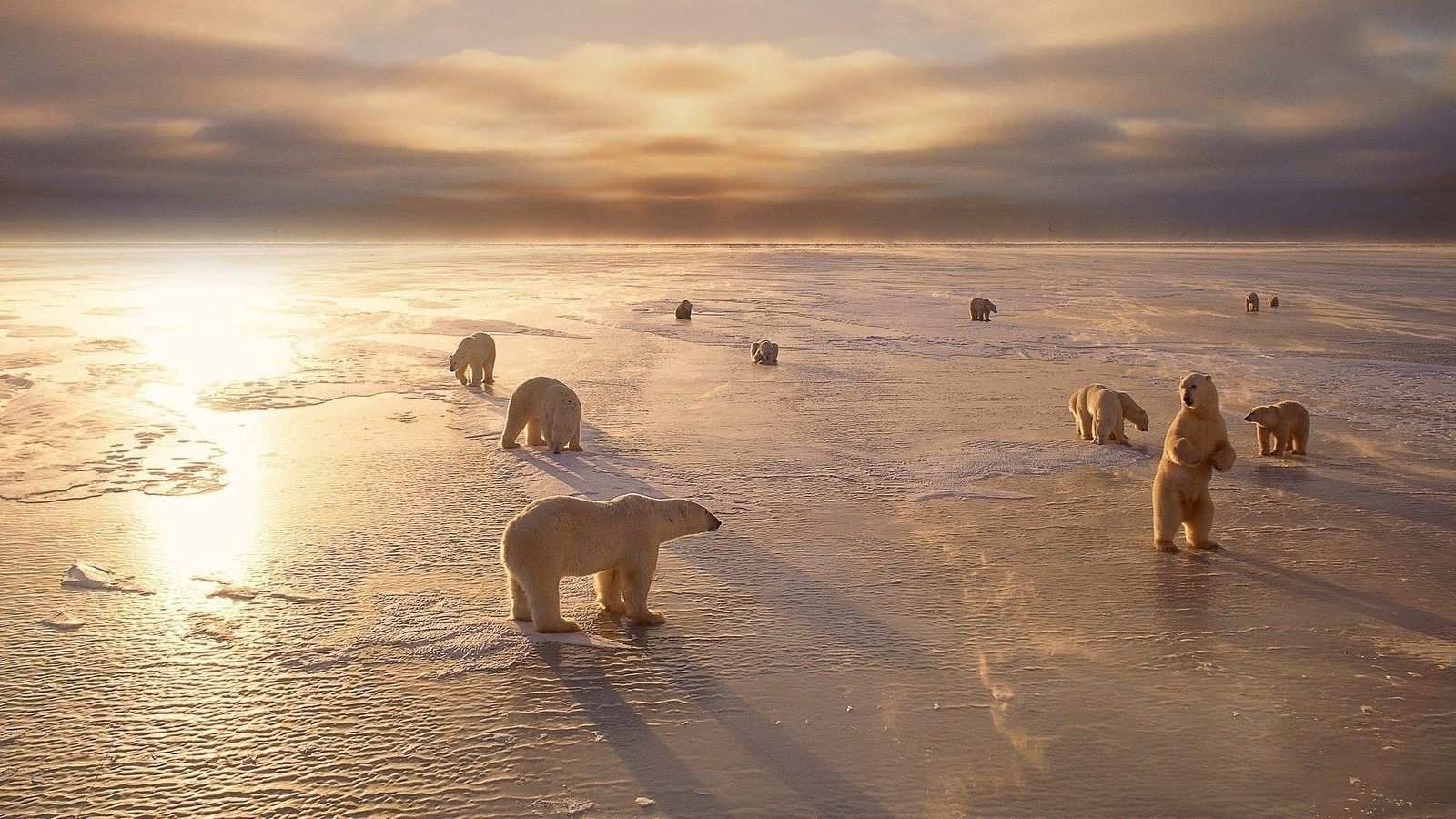 heard of polar bear animals nature ice landscape bears 2k