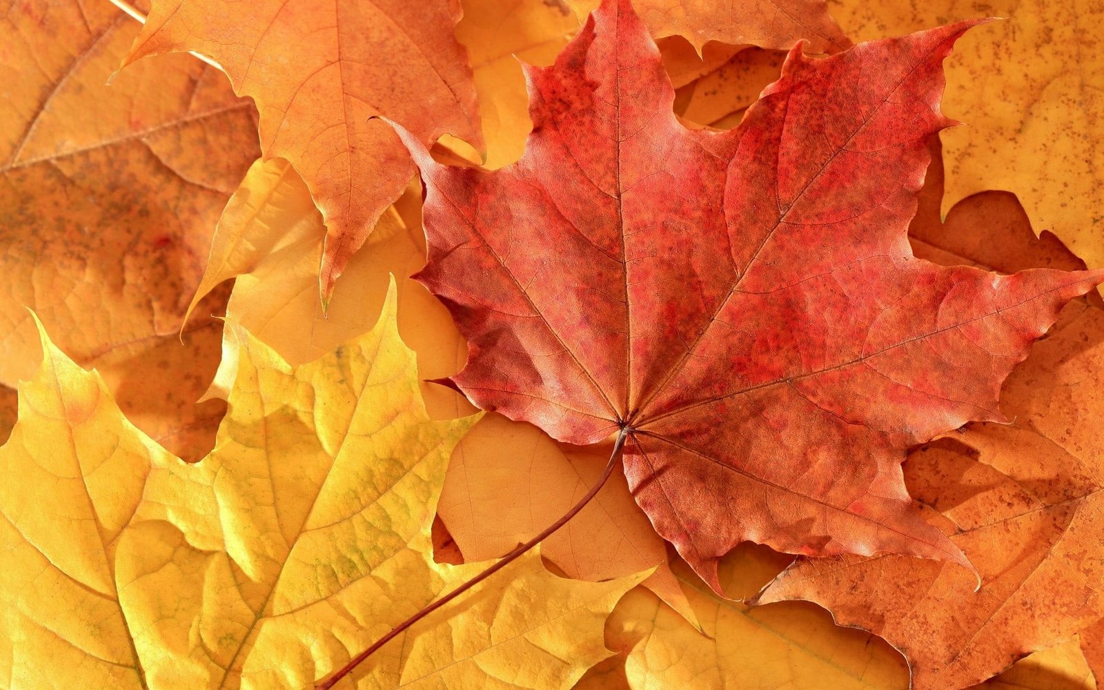 red maple leaves macro nature fall autumn leaf season yellow 2k