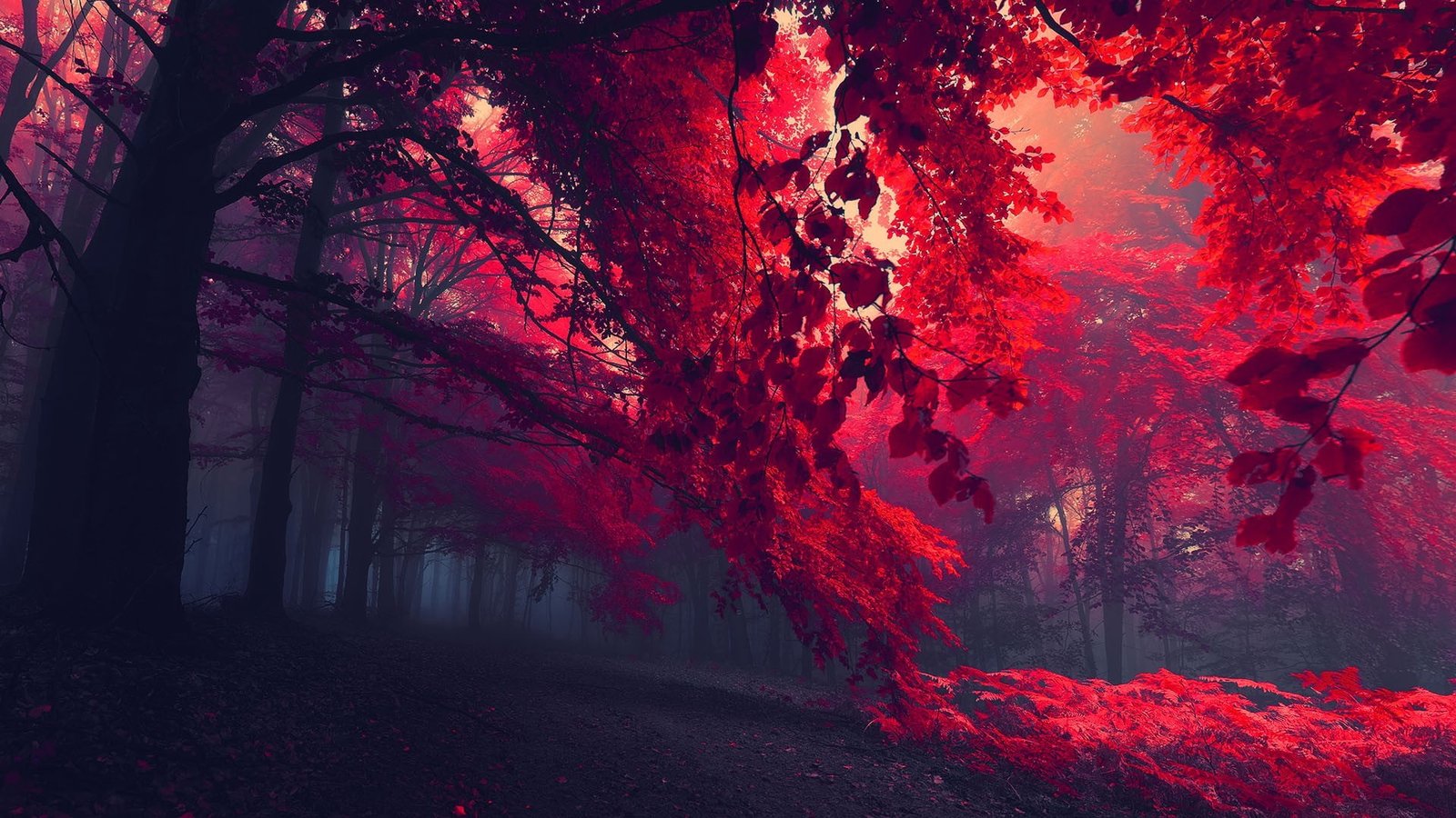black and red trees sun rays through dark nature 55 2k