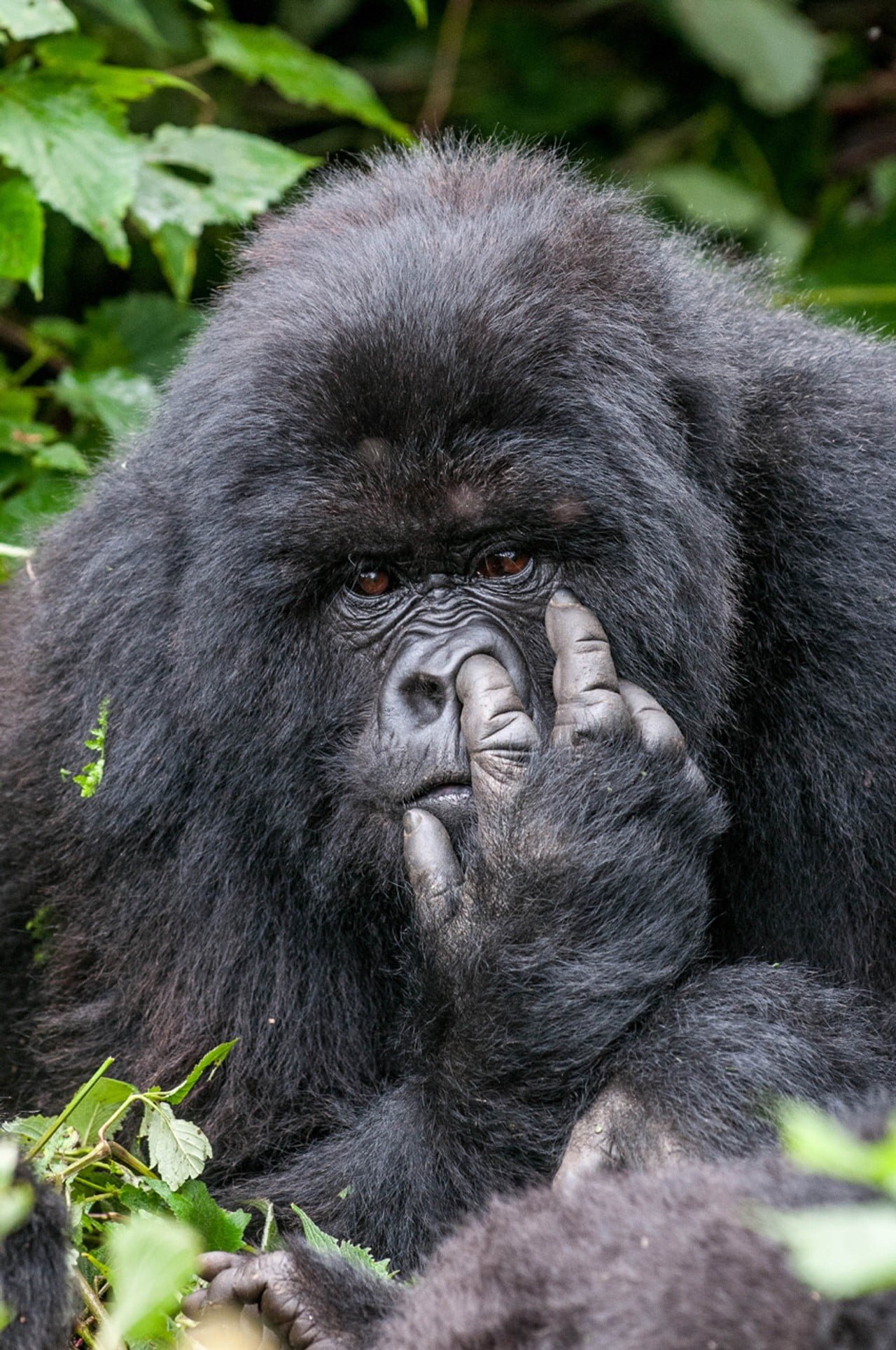 black gorilla nature animals humor winner photography contests