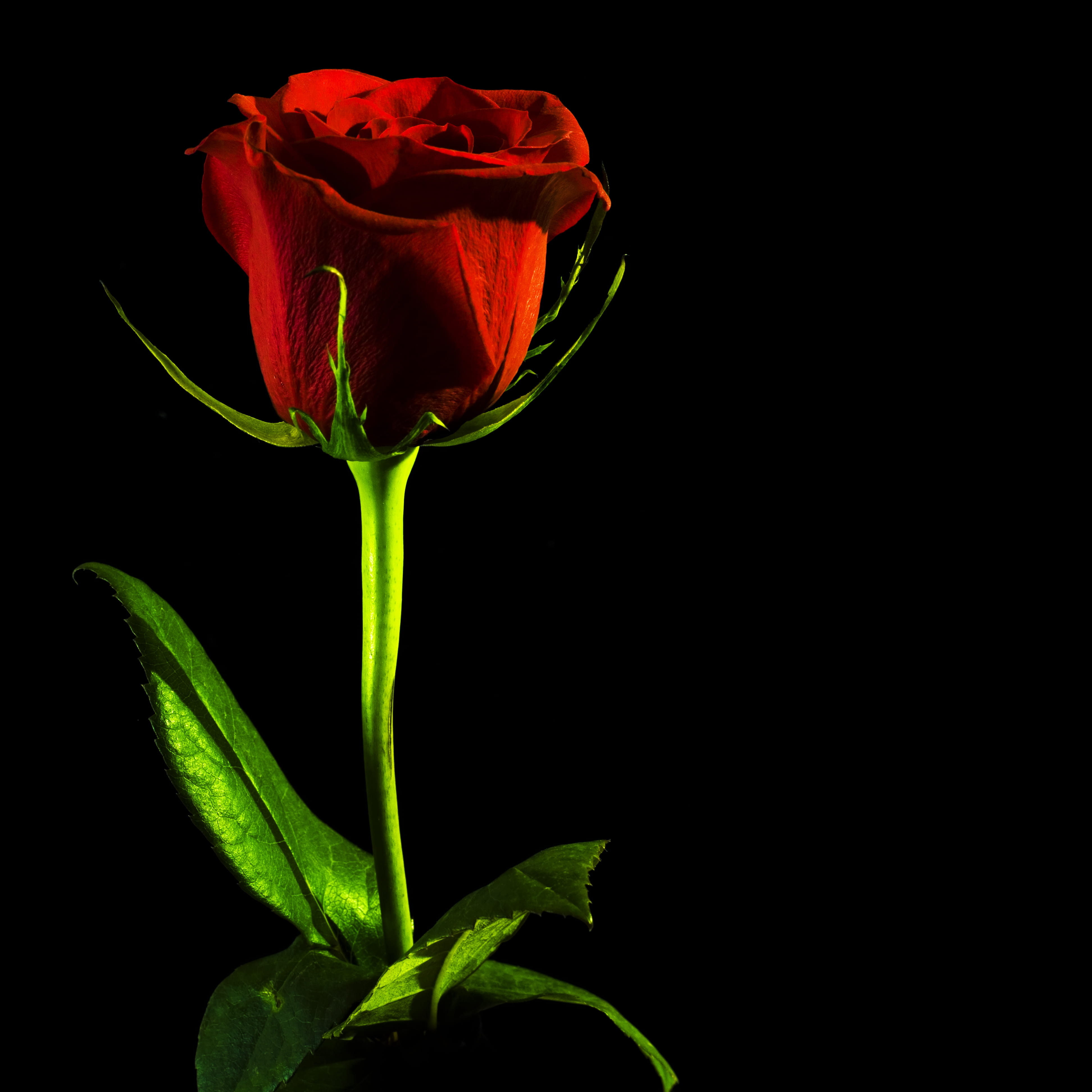 black rose red background closeup isolated nobody petal 2k 4k