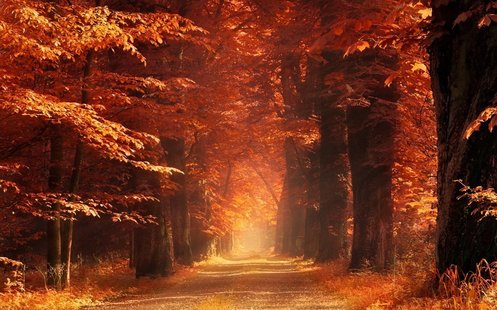 maple tree nature landscape sun rays mist dirt road dry grass 2k