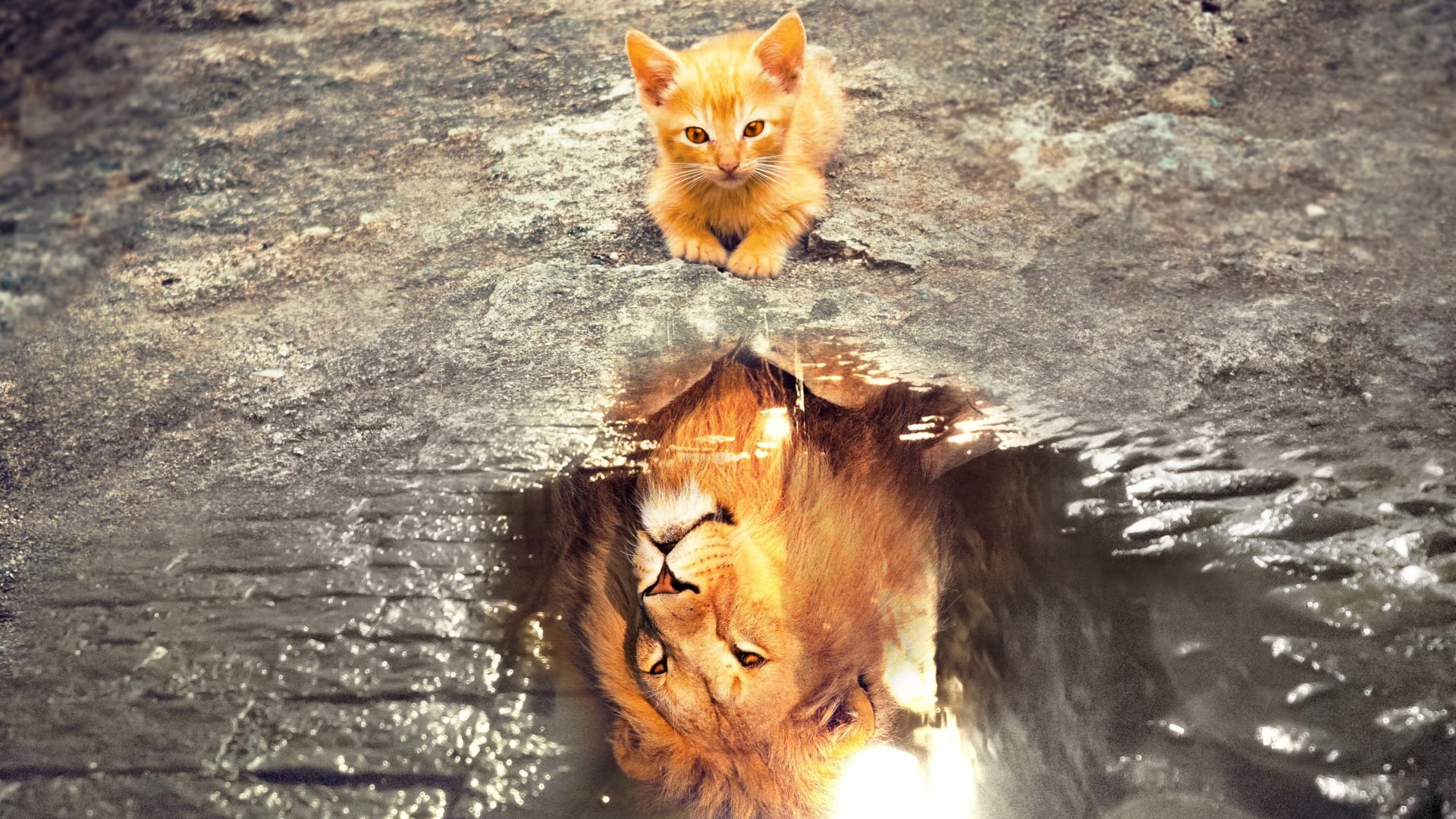 nature animals cats kittens lion wild cat water reflection 2k