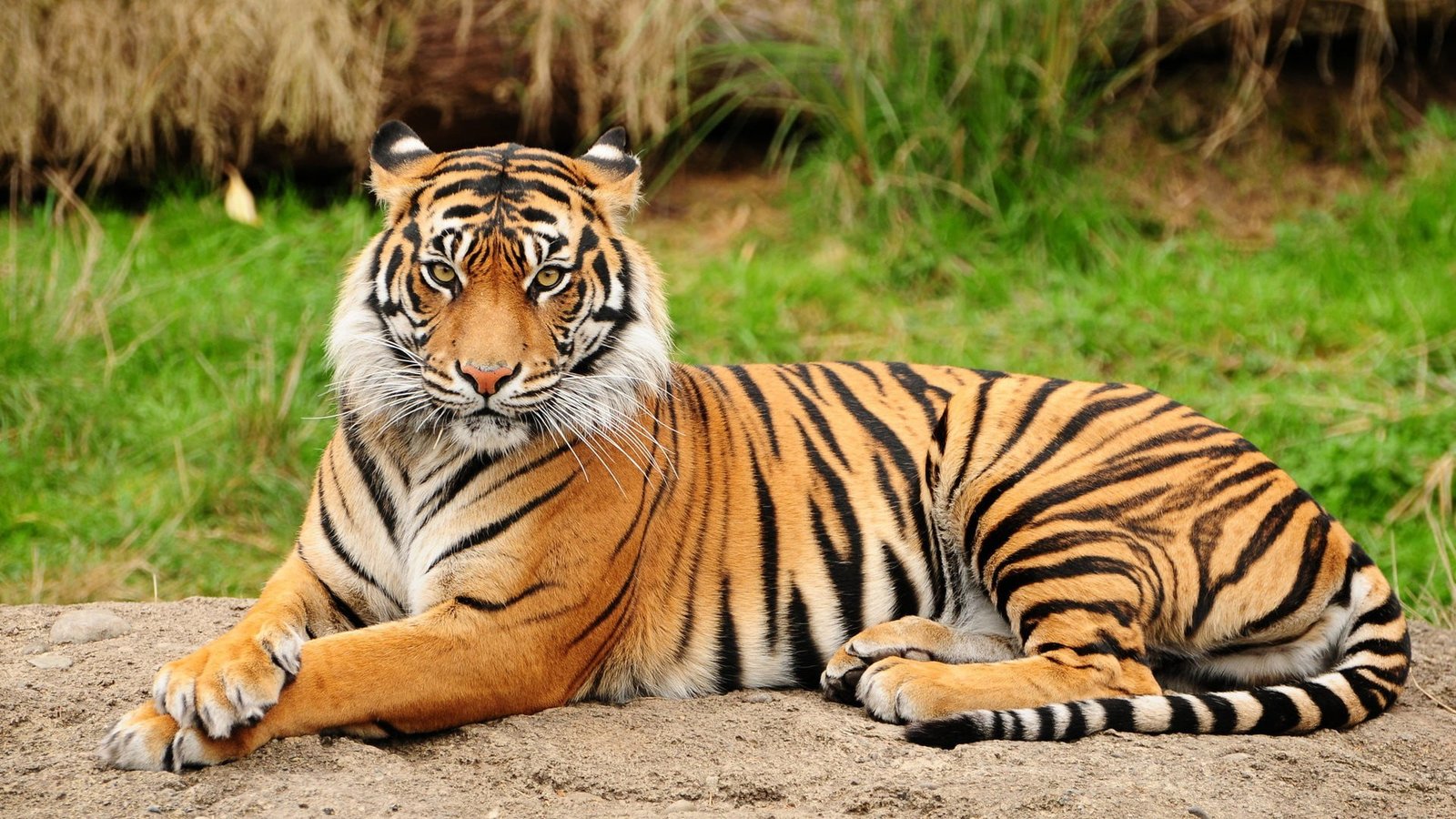 orange tiger animals mammals big cats feline animal themes 2k