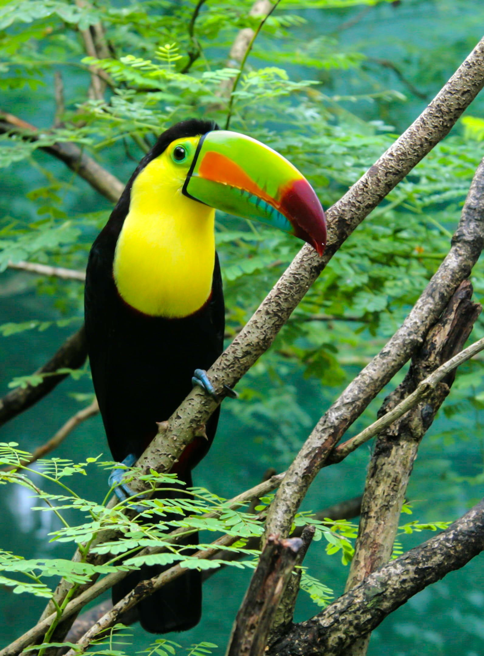 Toucan Bird perched on the tree toucan edit colorful big 2k