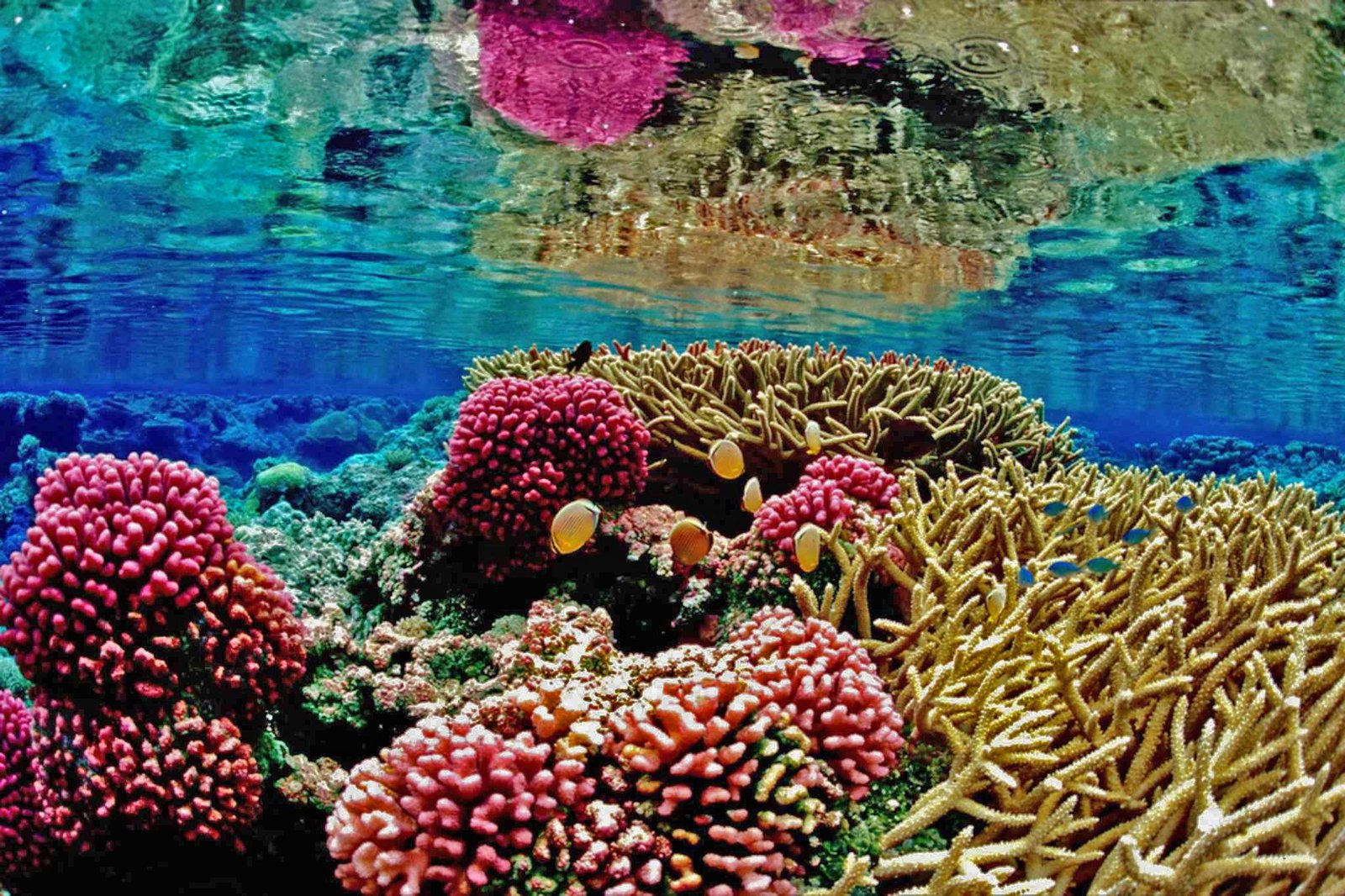 underwater photography of corals recife coral reef mar marine 2k