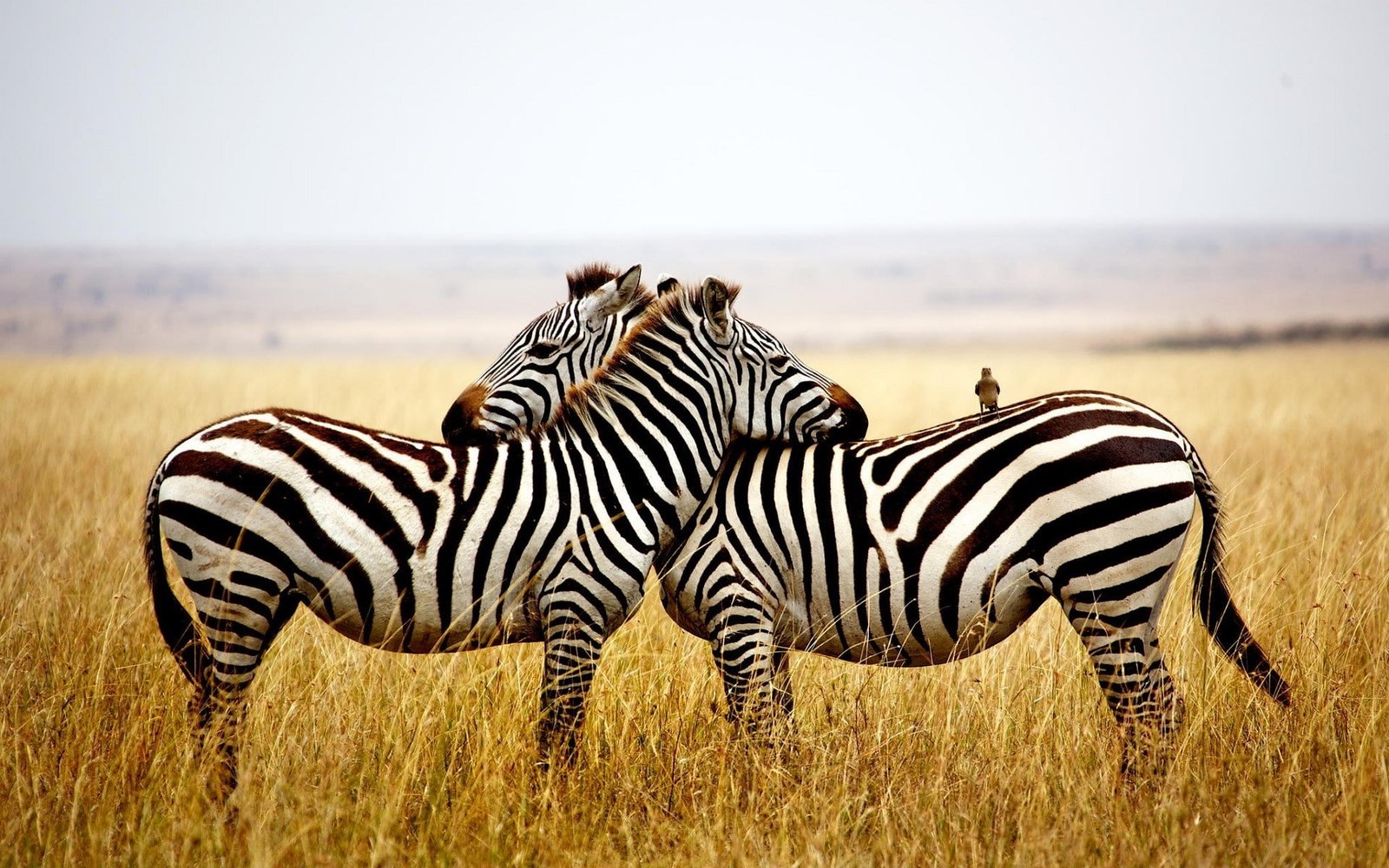 zebras animals nature birds animal wildlife themes 2k