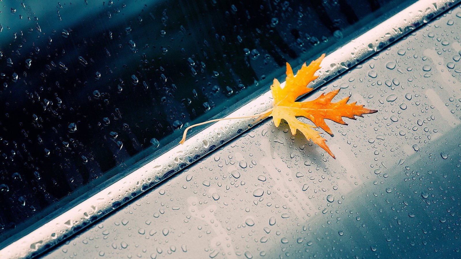yellow maple leaf brown on top of silver surface with water droplets 2k