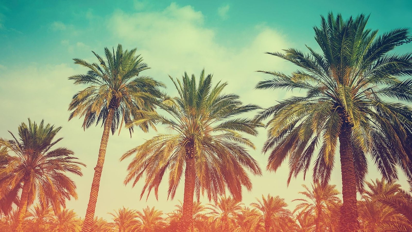 beach trees miami retro sun party palm tree 2k