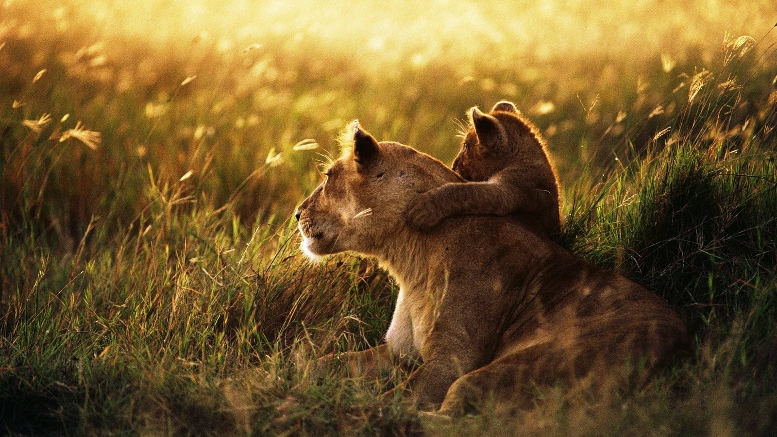 gray tigress and cub lion family caring baby sunshine wildlife 2k
