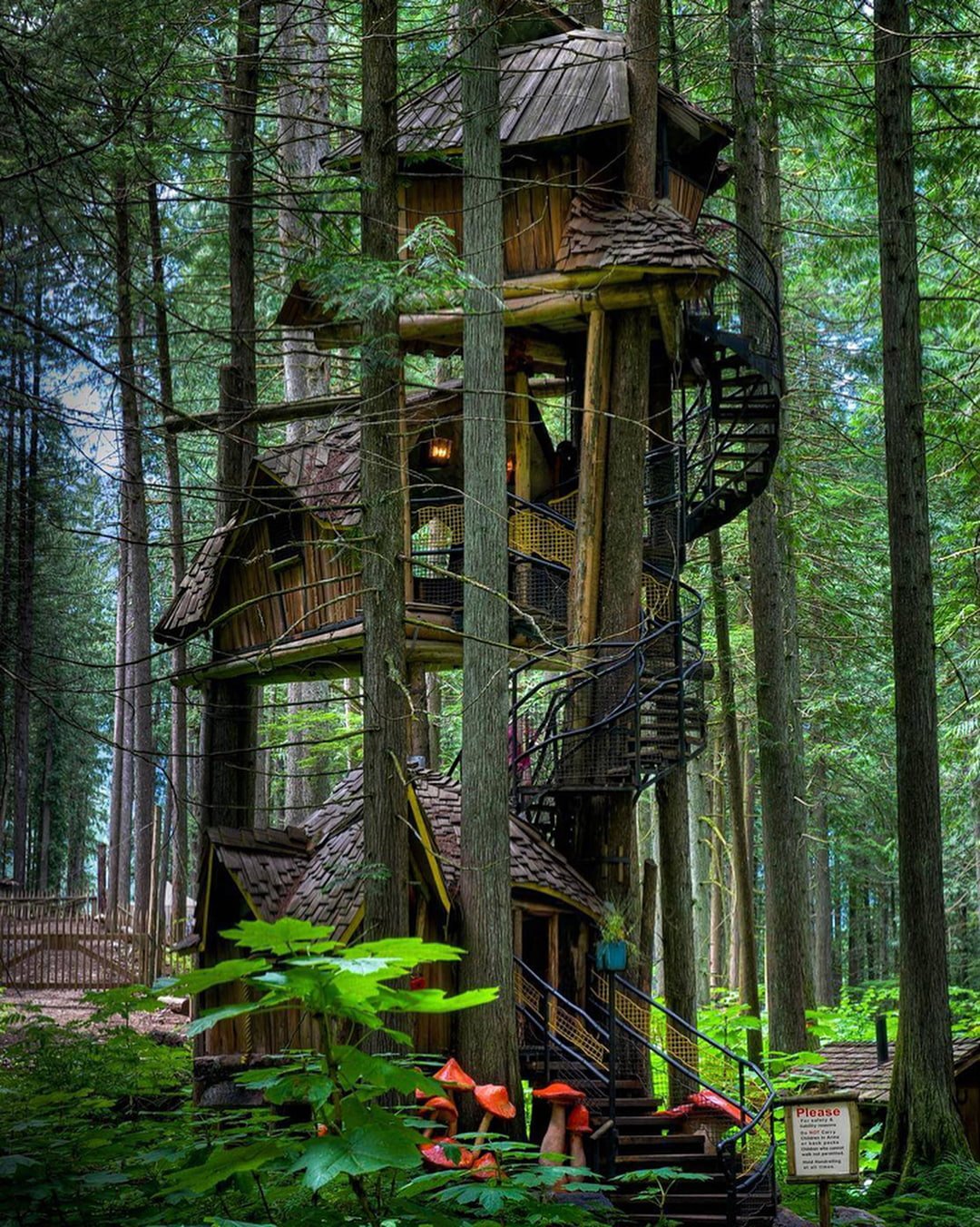 trees forest nature treehouse tree trunk portrait display
