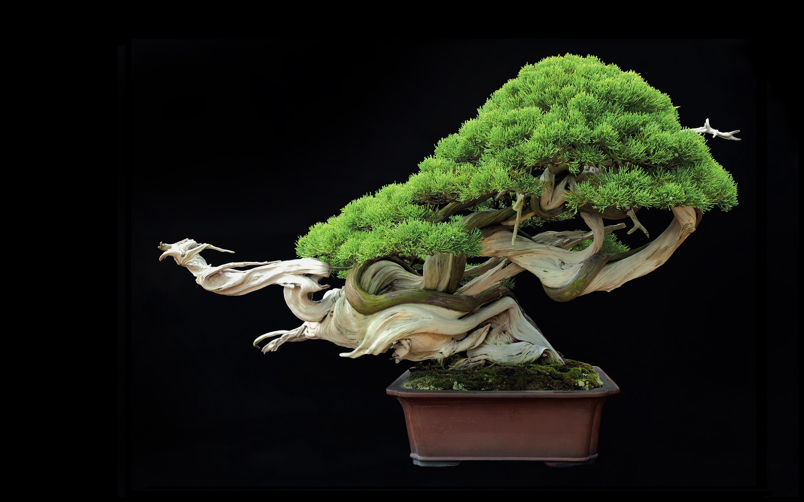 Tree Bonsai Black HD green bonsai plant nature 2k