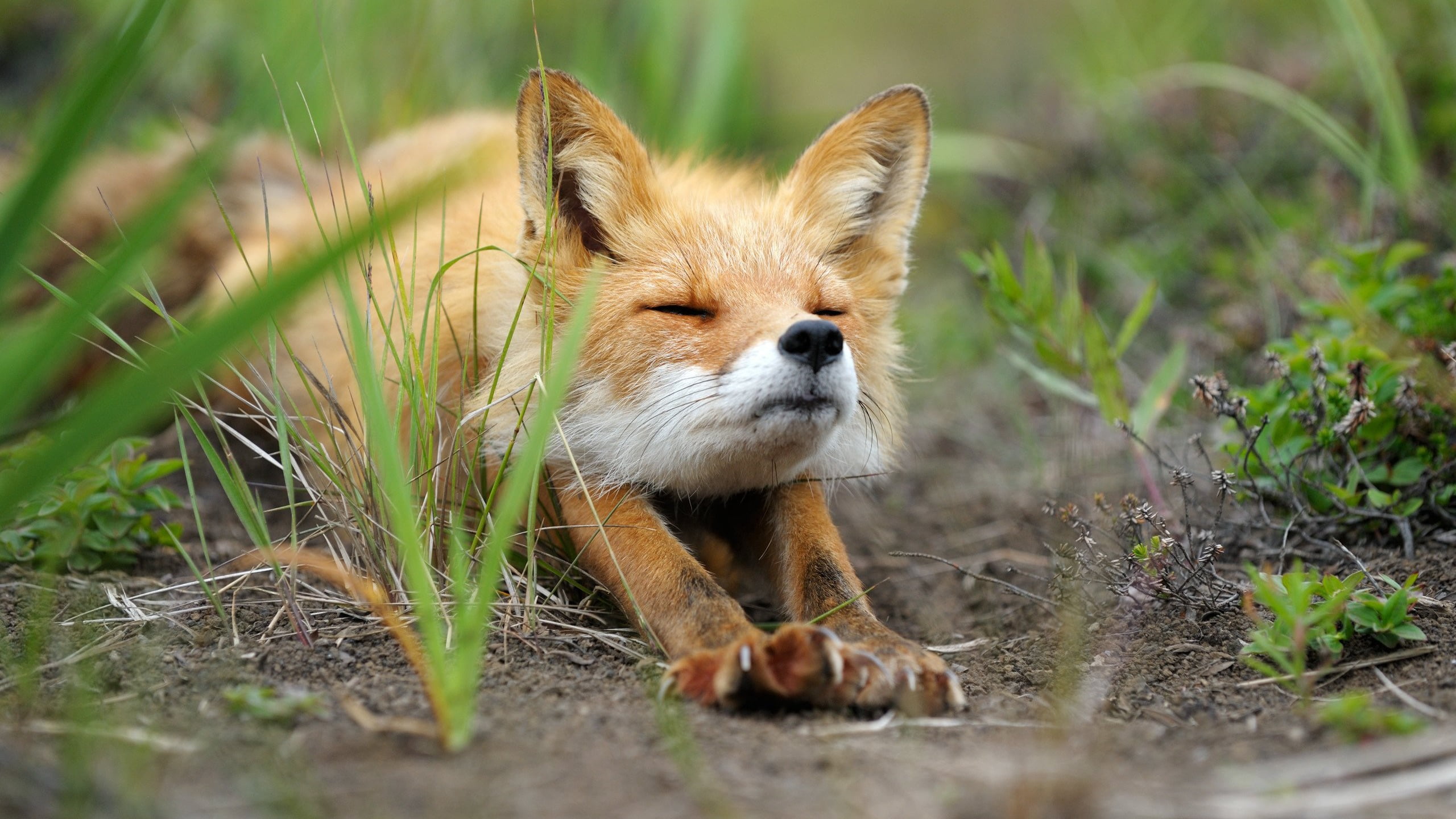 brown fox animals nature stretching animal themes mammal 2k