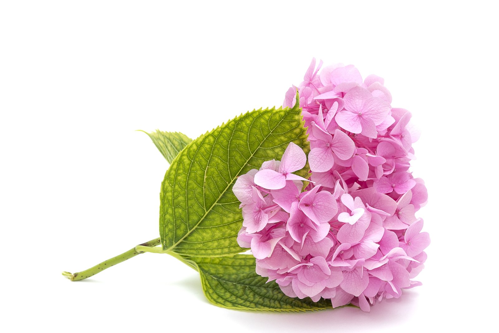 closeup photo of yellow Hydrangea flower on white surface pink hydrangea 2k 4k