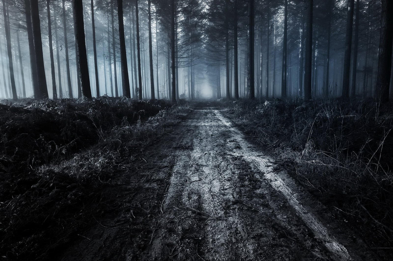 forest trail dark dirt road trees nature land plant woodland 2k