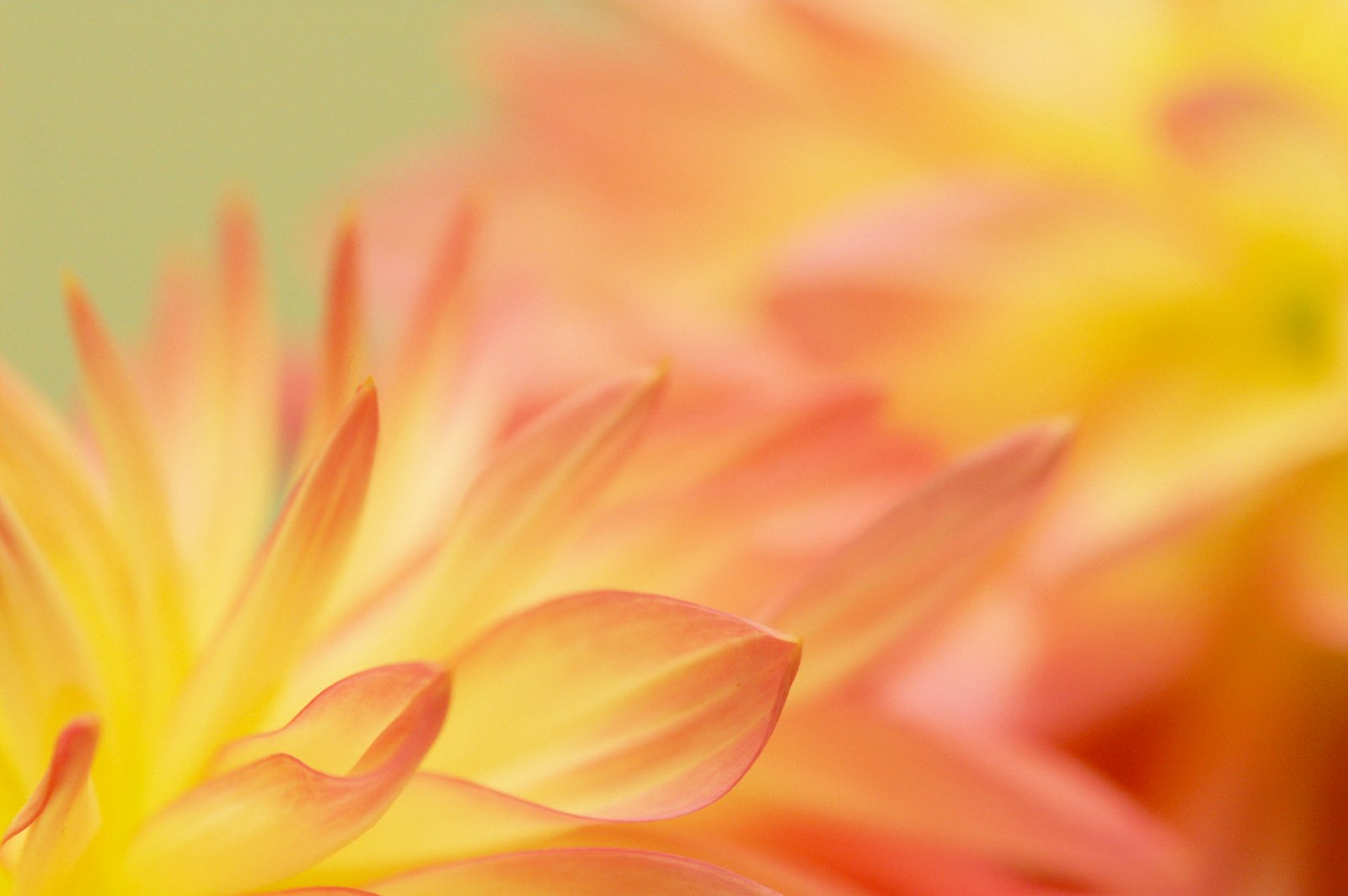 orange flowers dahlia macro excellence 2k