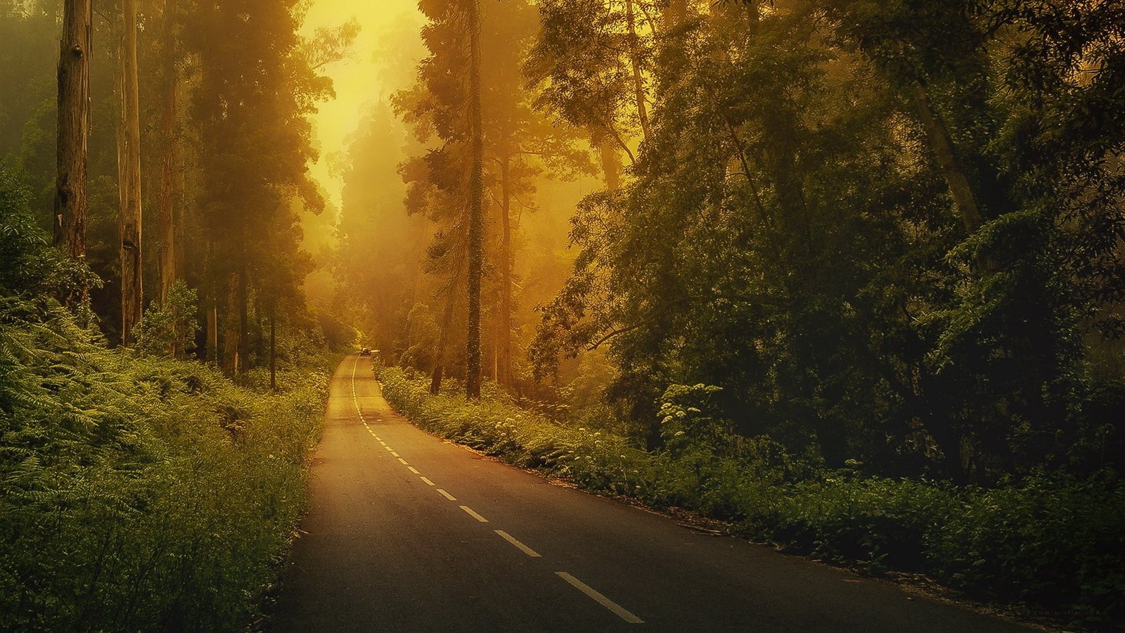 gray concrete road forest trees green nature landscape natural light 95 2k