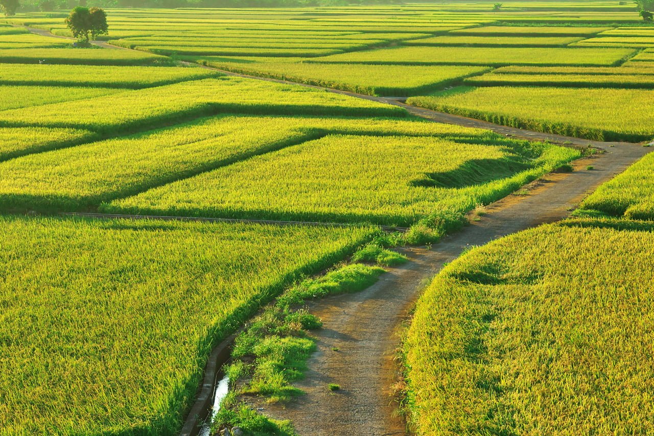 landscape photography of green grass field IMG Taiwan